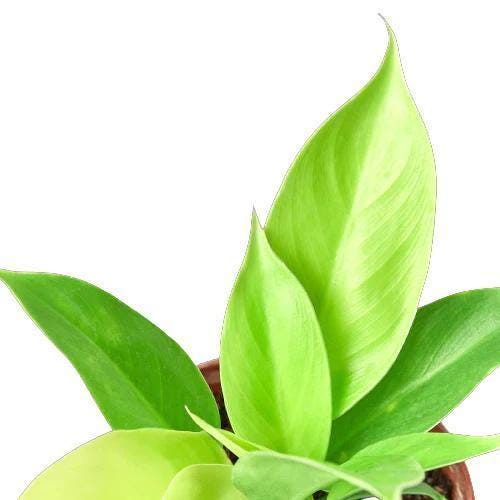 Philodendron 'Moonlight'