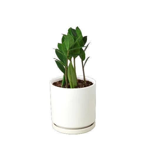 Zamioculcas Zamiifolia ZZ
