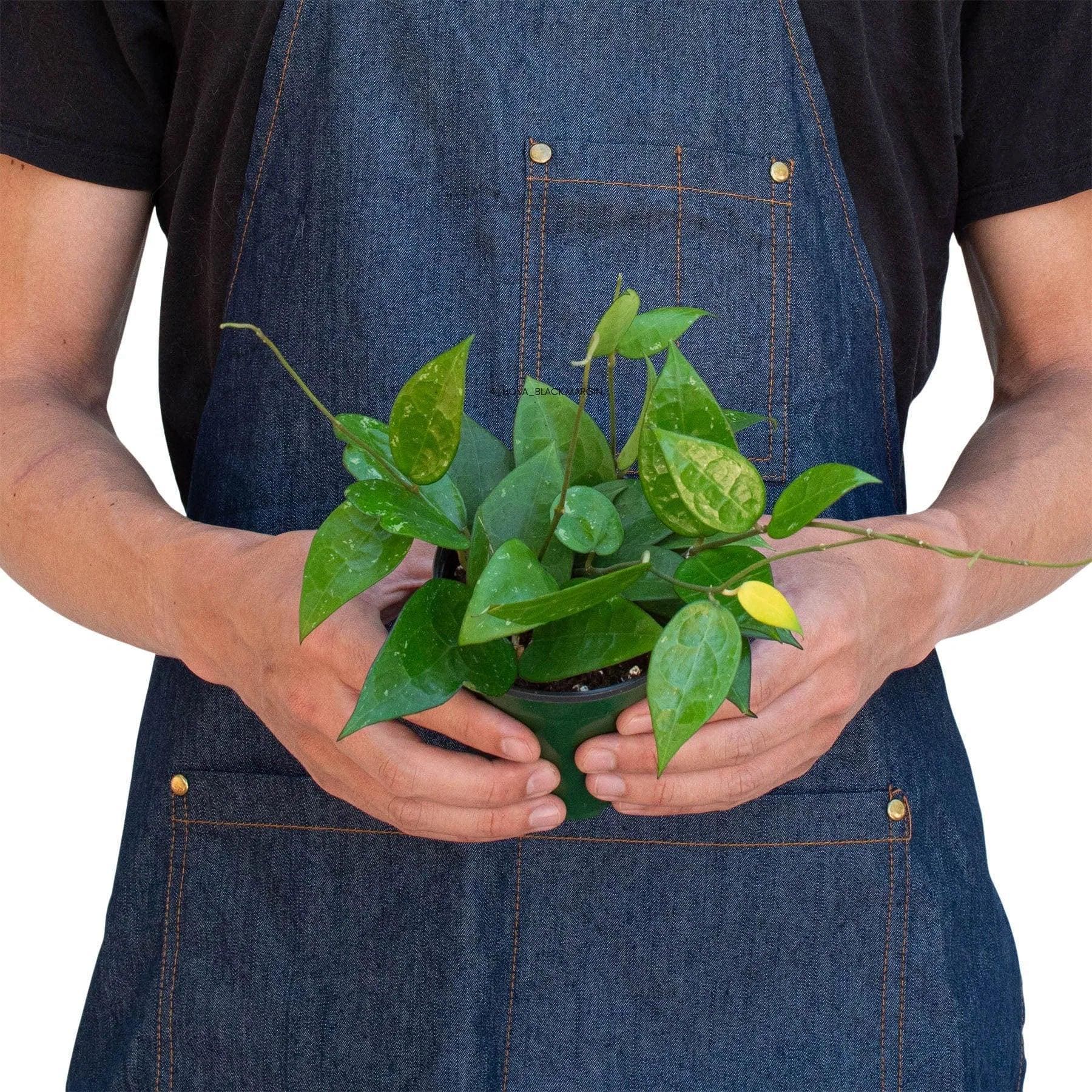 May include: A small green houseplant with variegated leaves in a green pot. The plant has long trailing vines and is a popular choice for indoor gardening.