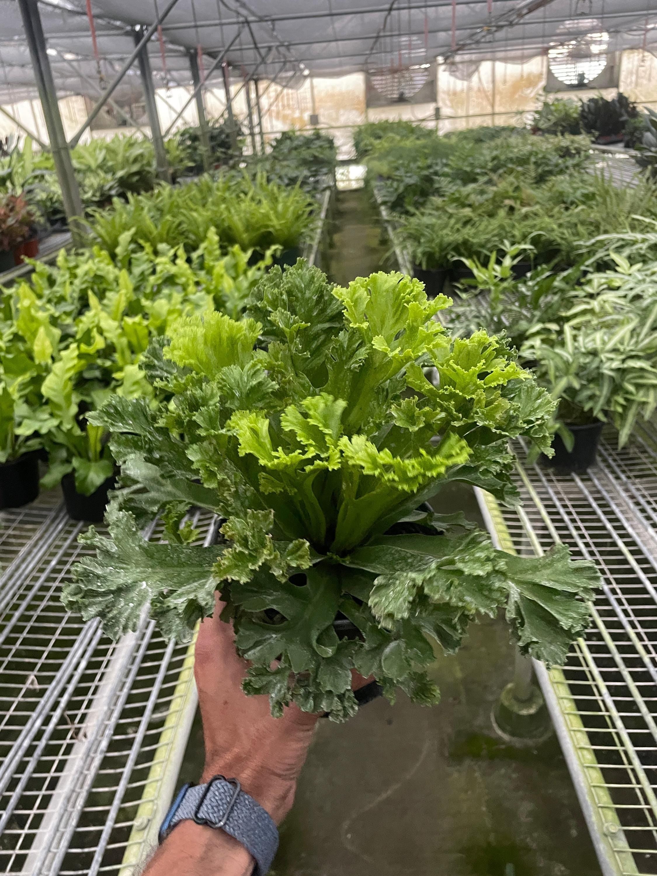 May include: A green leafy plant with a ruffled texture. The plant is in a black pot and is being held by a hand.
