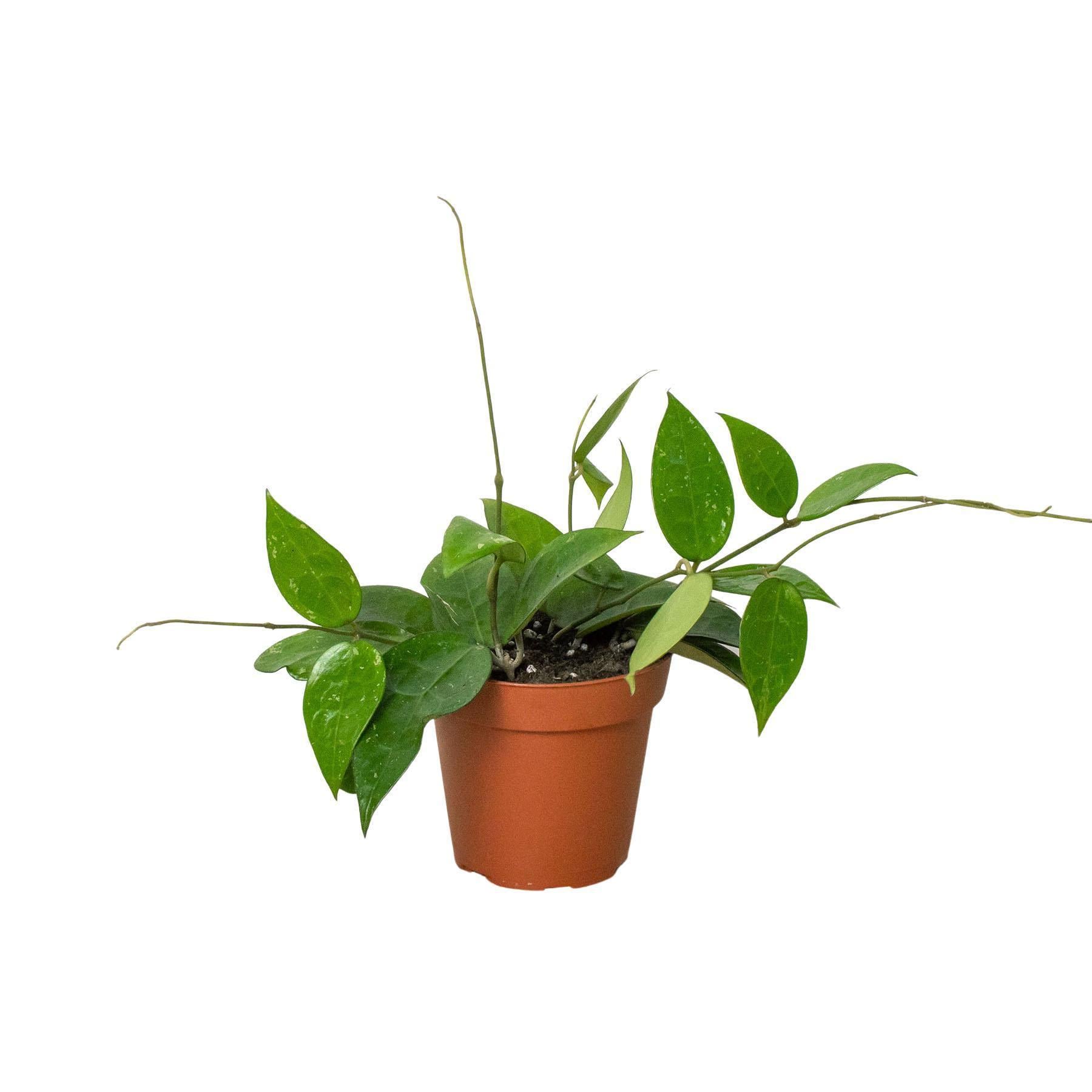 May include: A green houseplant with trailing vines growing in a brown pot. The plant has heart-shaped leaves with a light green variegation.