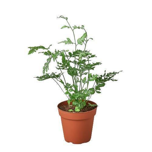 Fern 'Silver Lace'