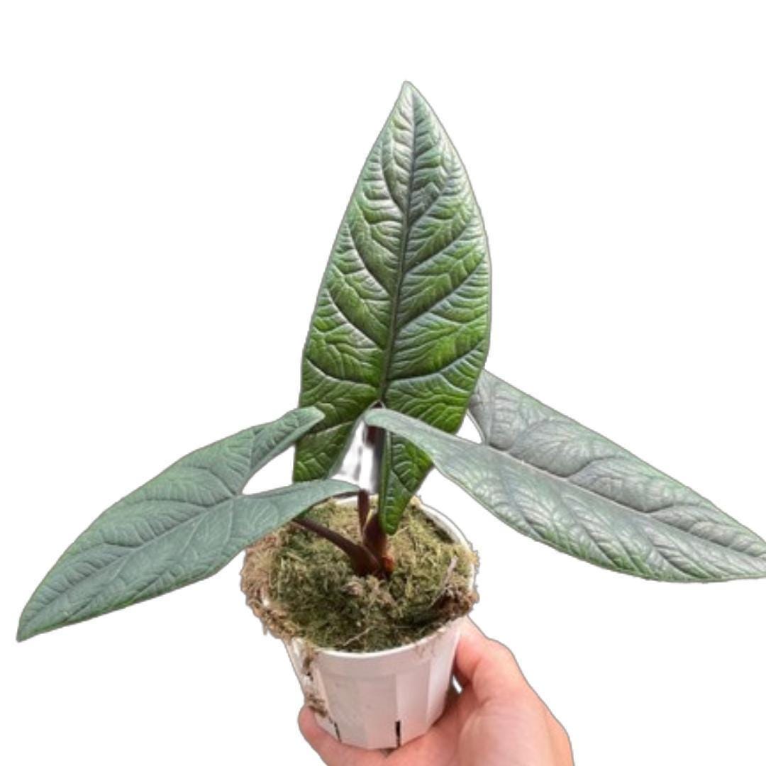 Alocasia 'Scalprum'