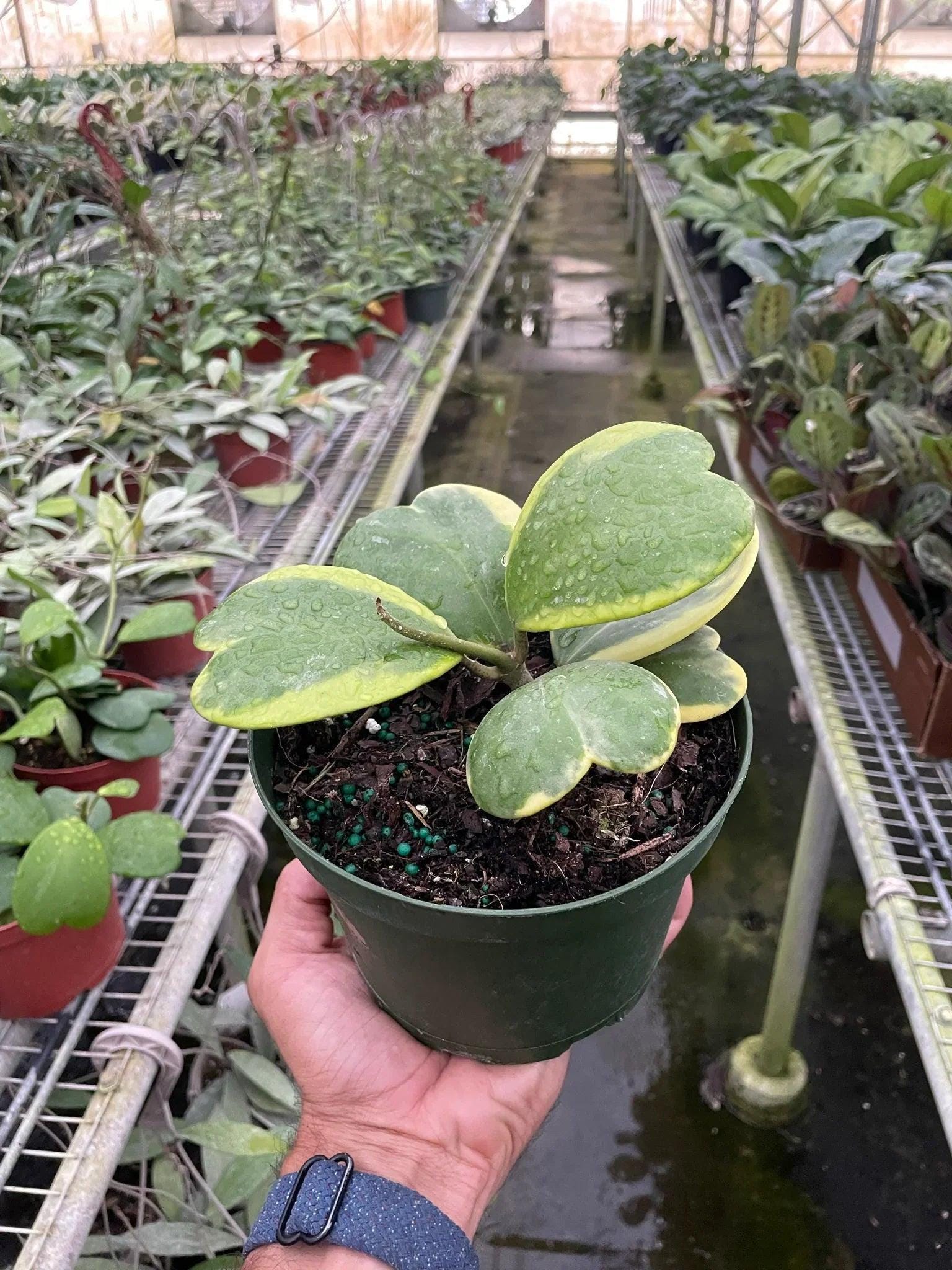 May include: A heartleaf philodendron plant with variegated leaves. The plant is in a green pot and has a yellow and green color pattern.