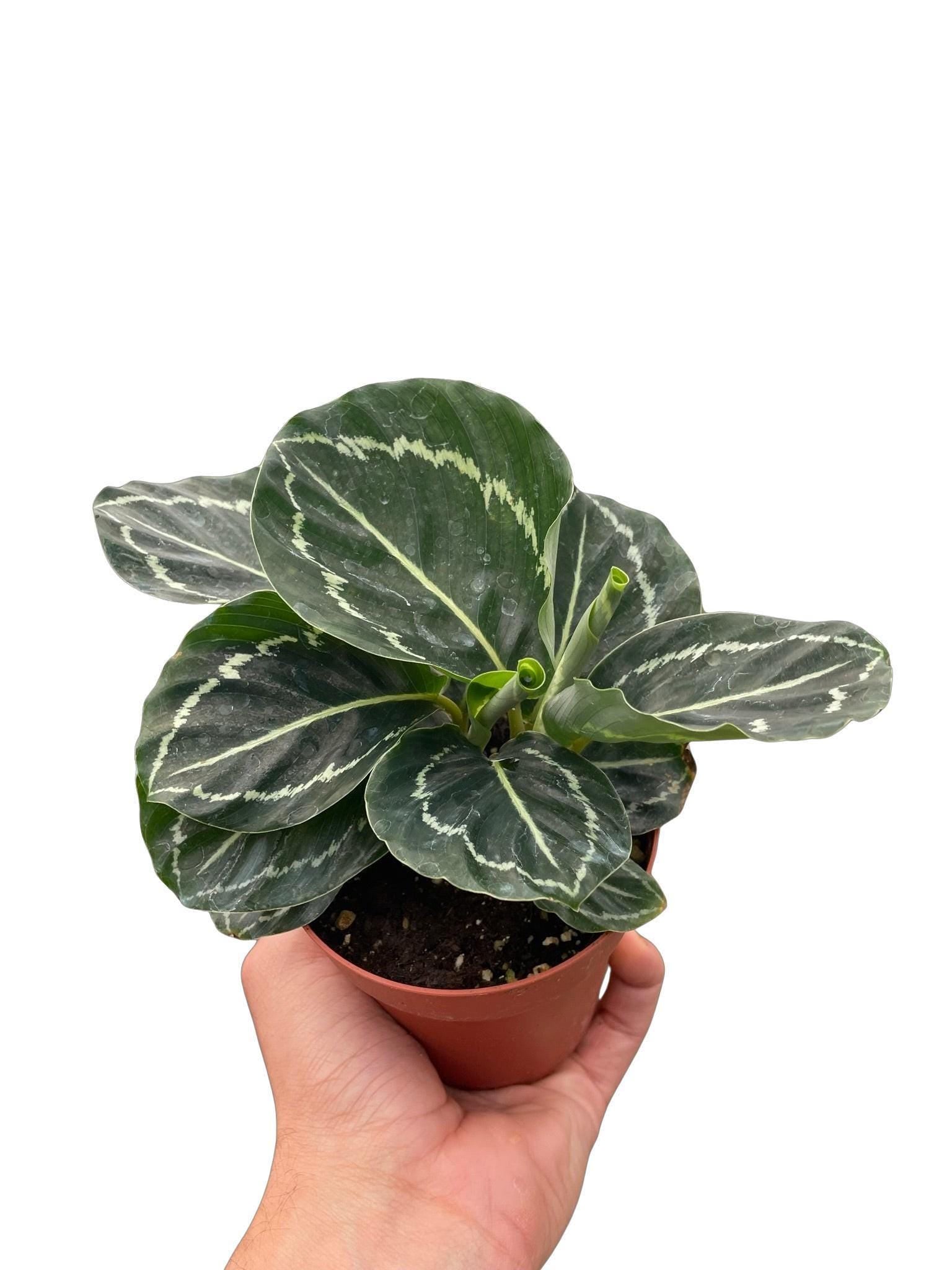 May include: A small potted plant with green and white striped leaves. The plant is in a brown pot.