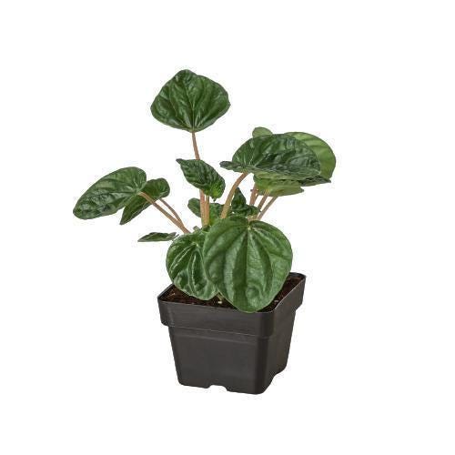 Peperomia 'Ripple'