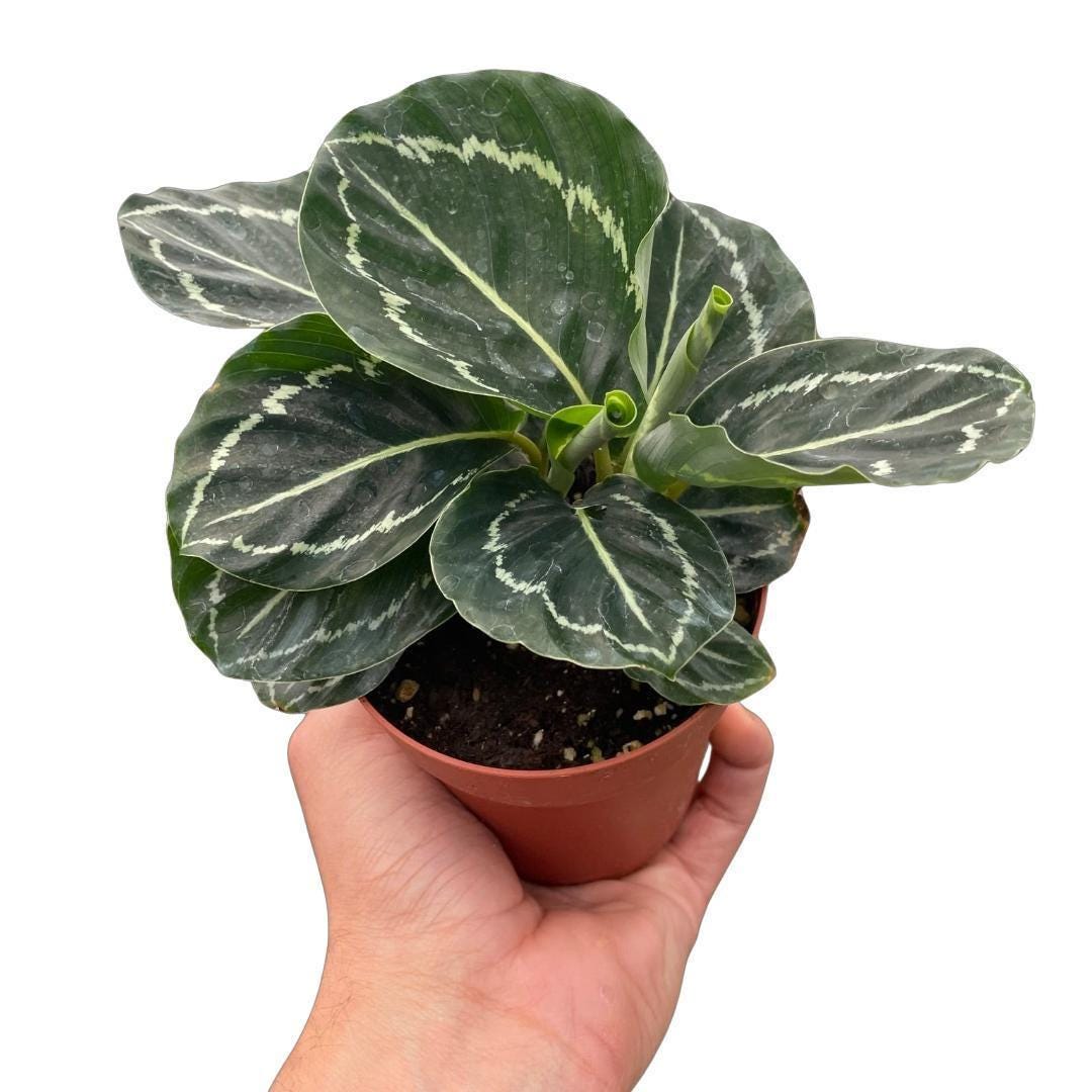 Calathea 'Green Goddess'