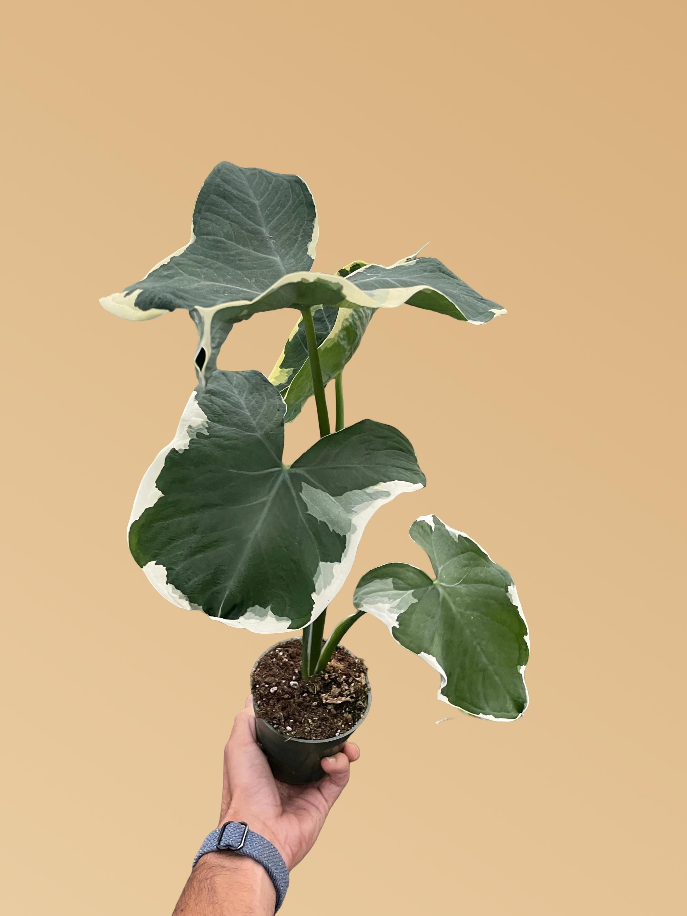 Alocasia 'Mickey Mouse' (Xanthosoma sagittifolium 'Variegatum Monstrosum')