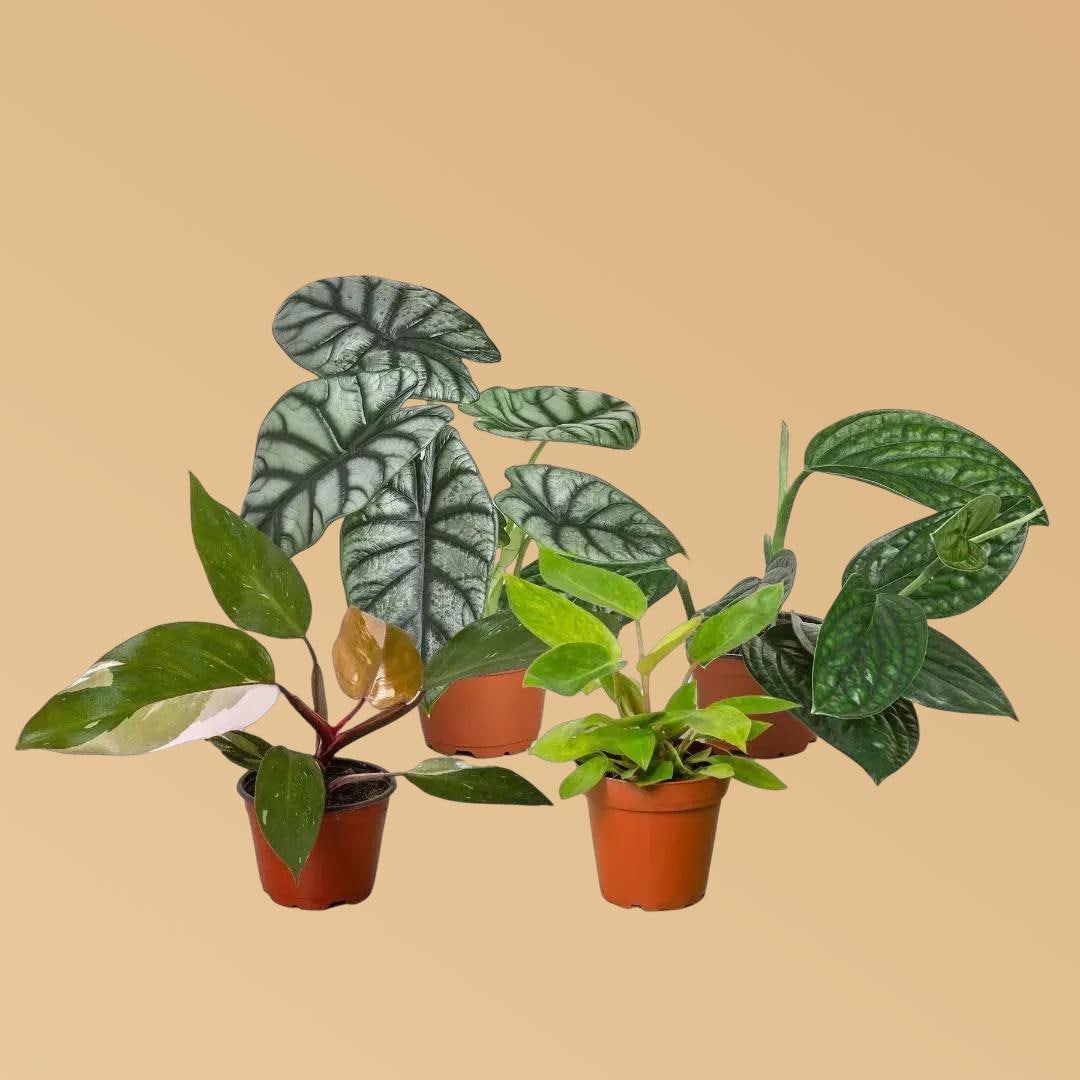Rare Plant Bundle