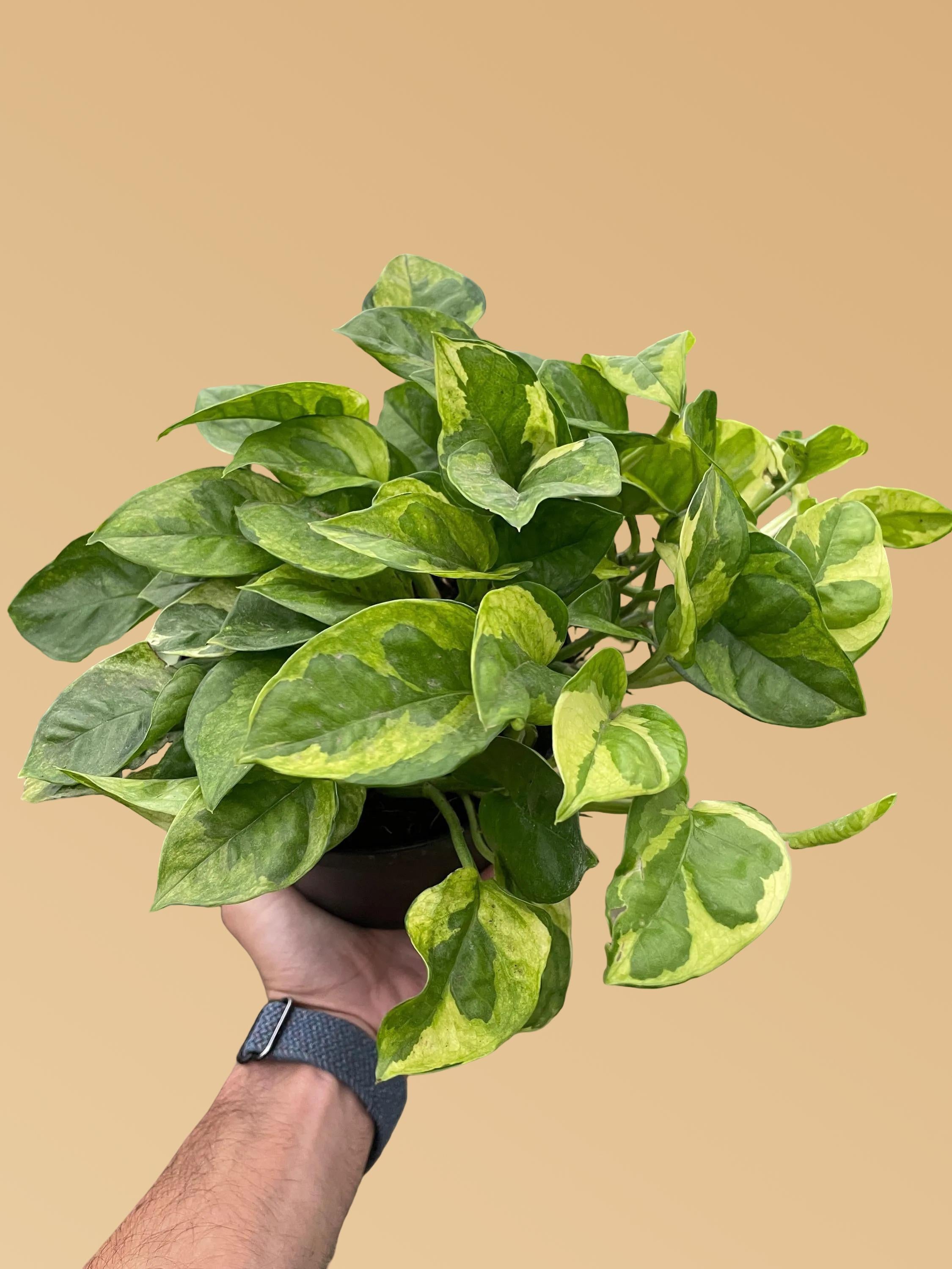 Pothos 'Lemon Meringue'