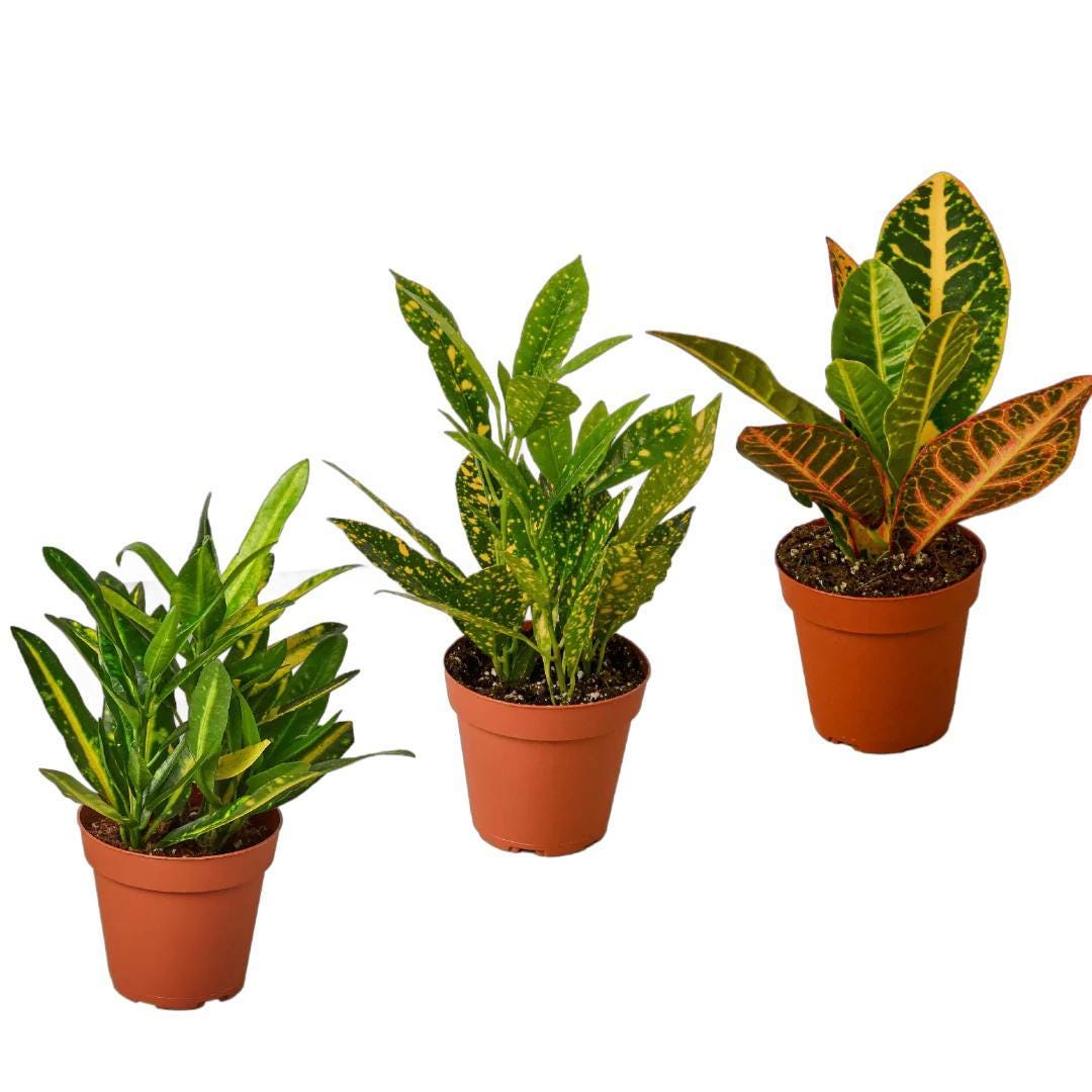 3 Croton Variety Pack / 4" Pot / Live Plant / House Plant