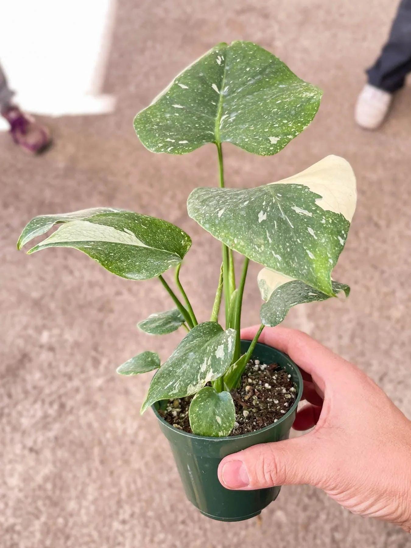 May include: A small potted plant with variegated leaves. The leaves are green with white speckles and some are mostly white. The plant is in a green plastic pot with brown soil.