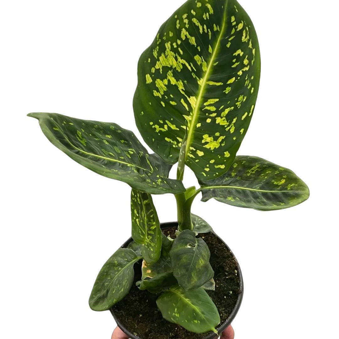 Dieffenbachia 'Reflector'