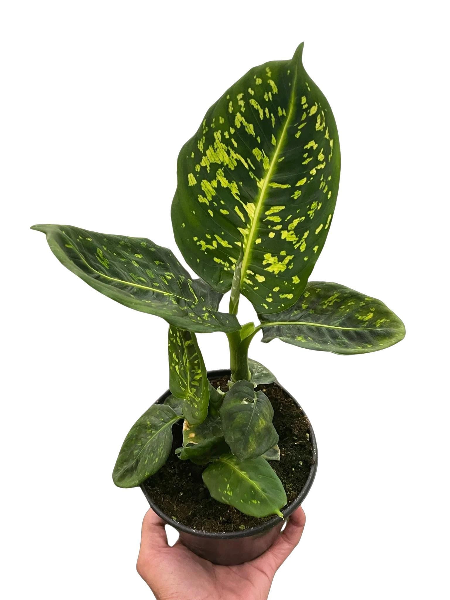 Dieffenbachia 'Reflector'