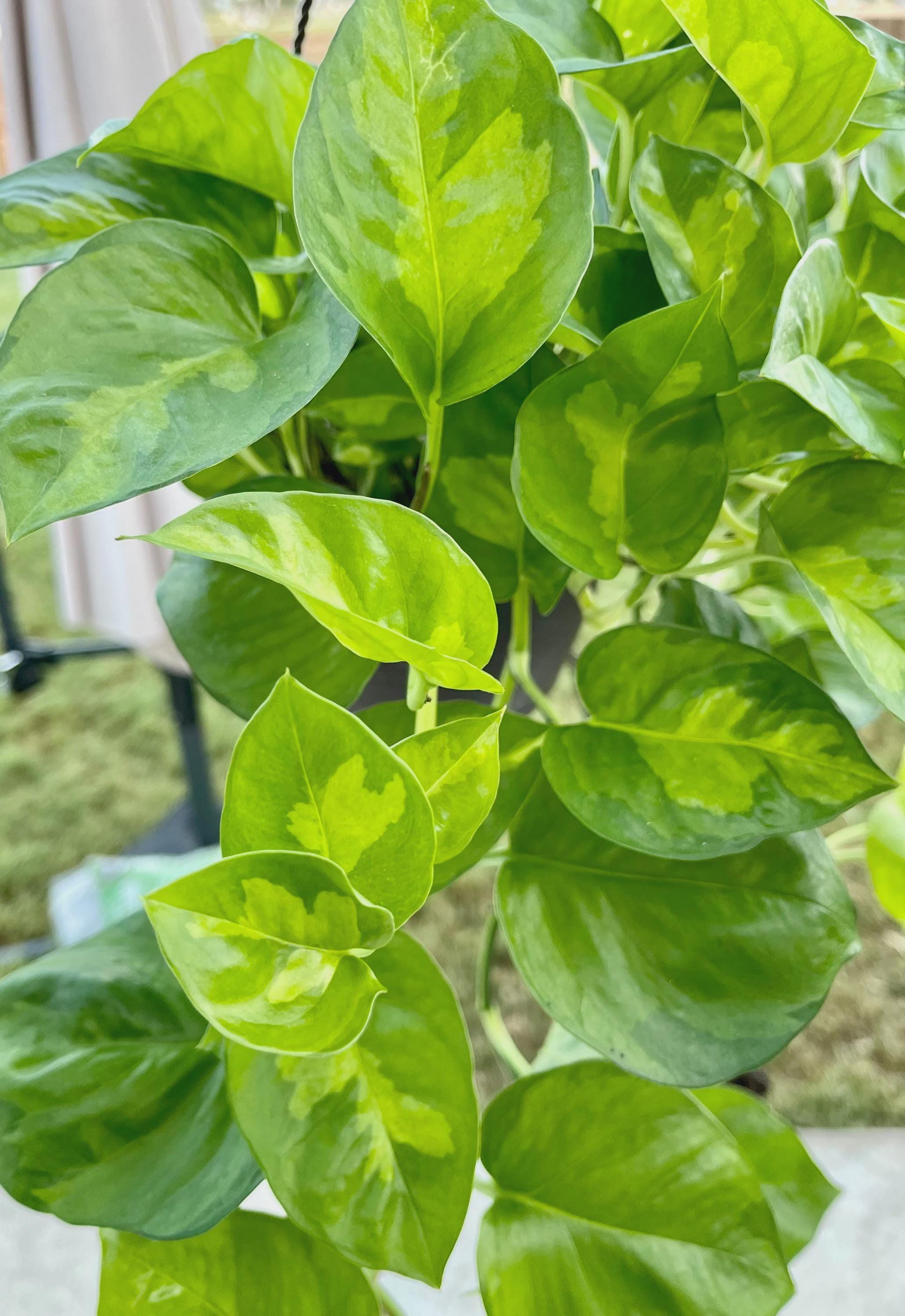 Pothos 'Global Green'