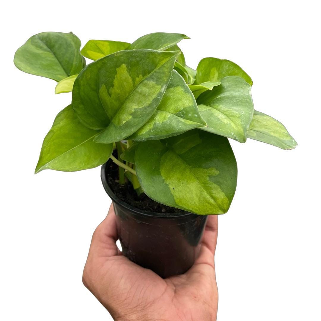 Pothos 'Global Green'