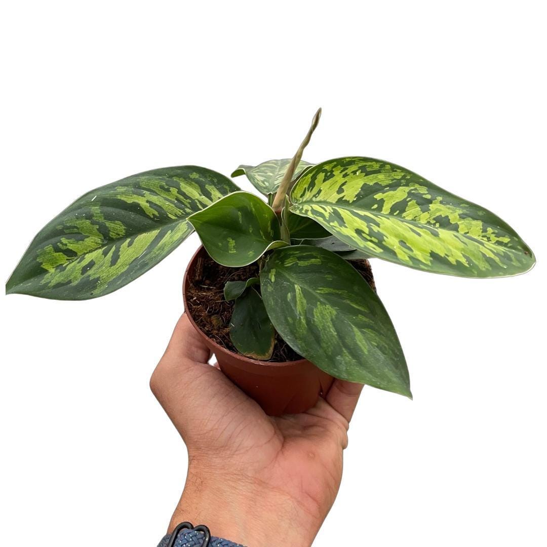 Homalomena 'Camouflage'