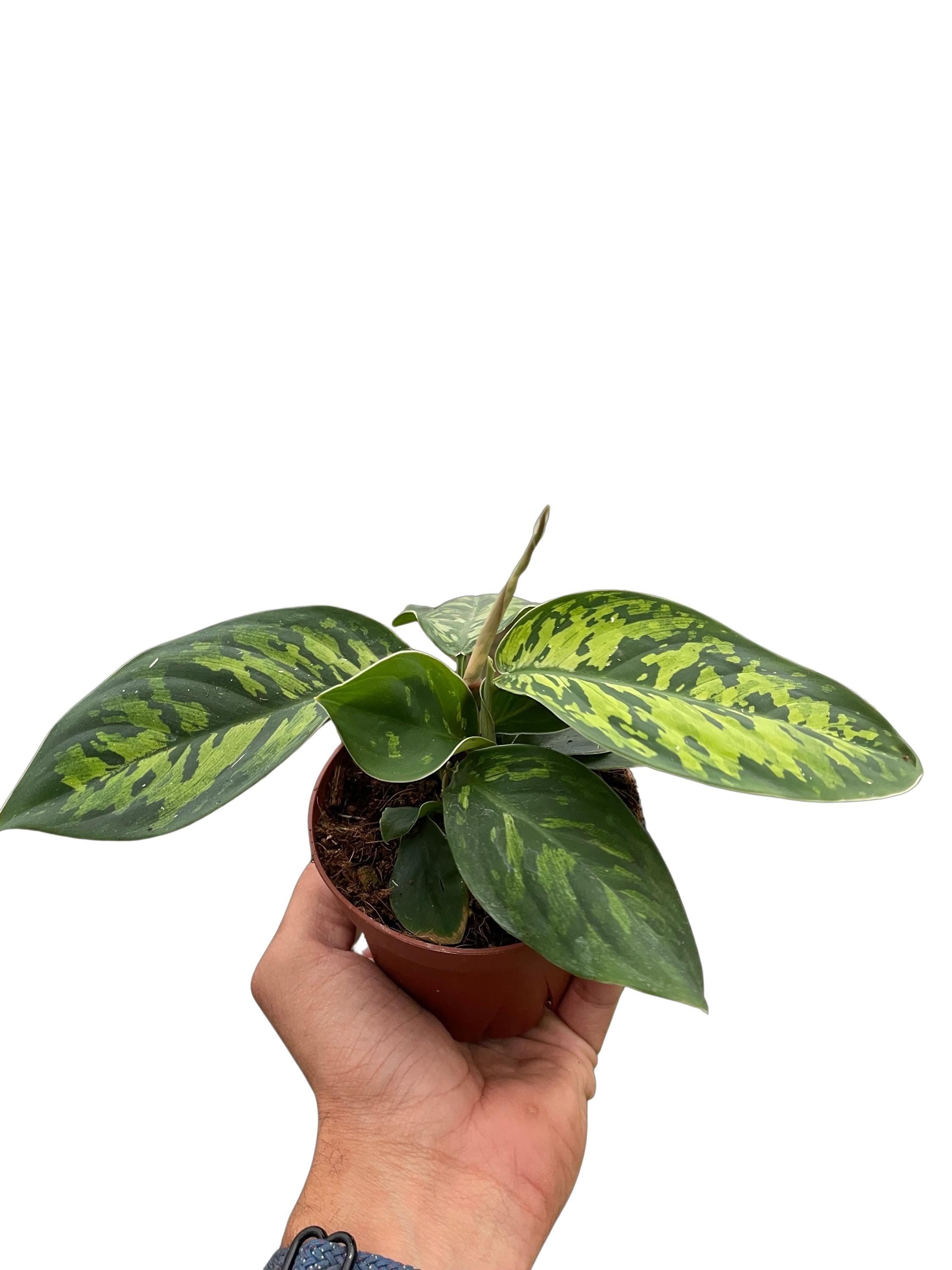 Homalomena 'Camouflage'