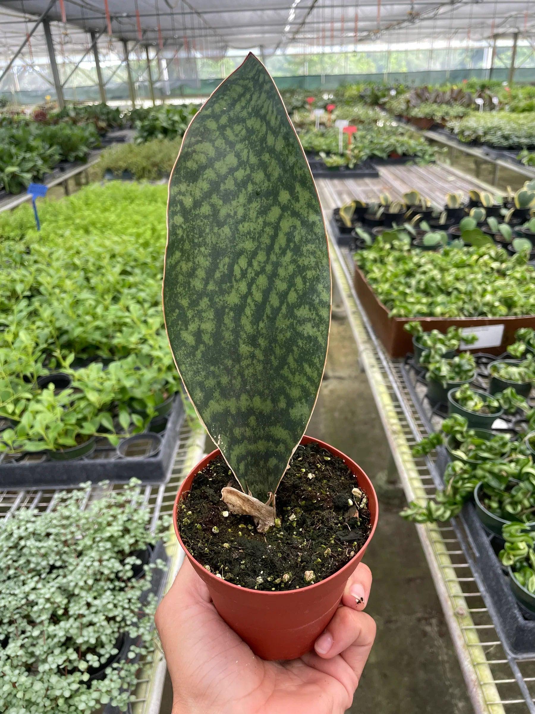 Shark Fin Snake Plant 4" Pot Austin Jungle Co.