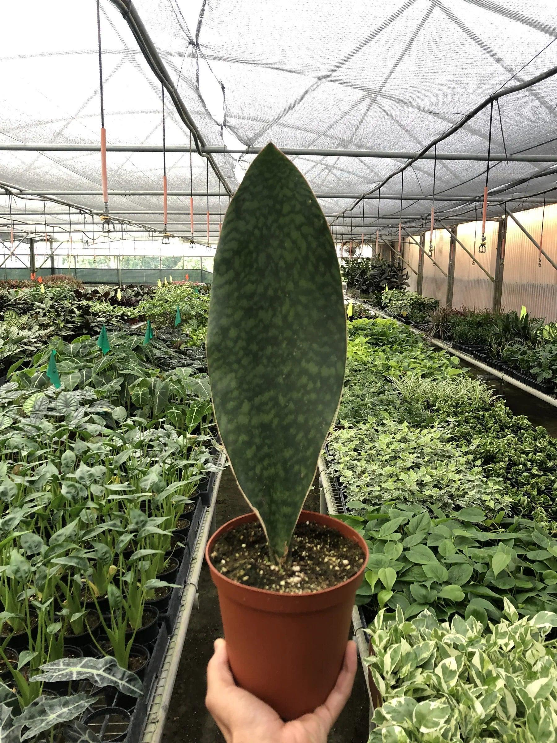 Shark Fin Snake Plant 6" Pot Austin Jungle Co.