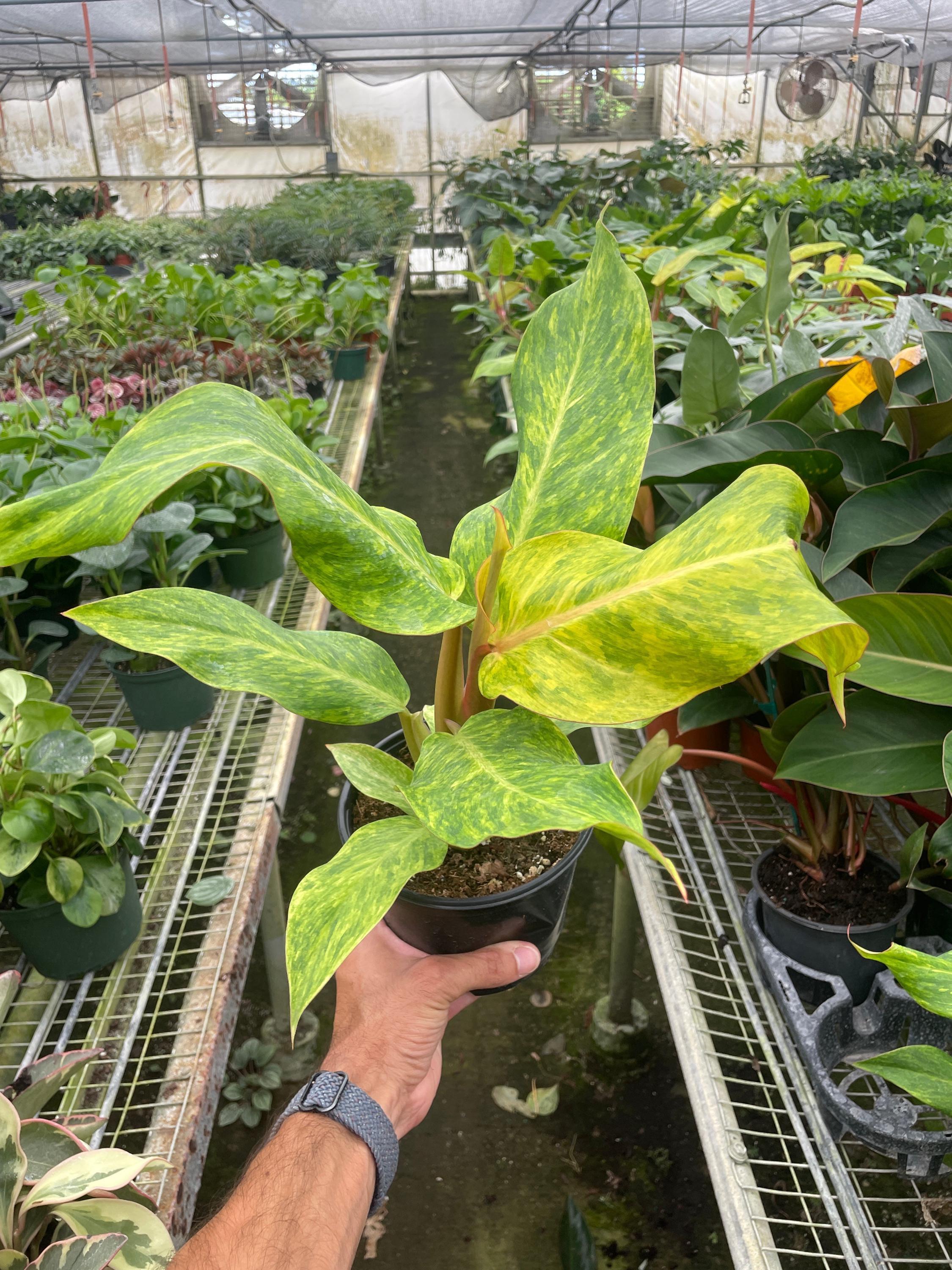 Philodendron 'Orange Marmalade' Indoor Plants 2" Pot Austin Jungle Co.