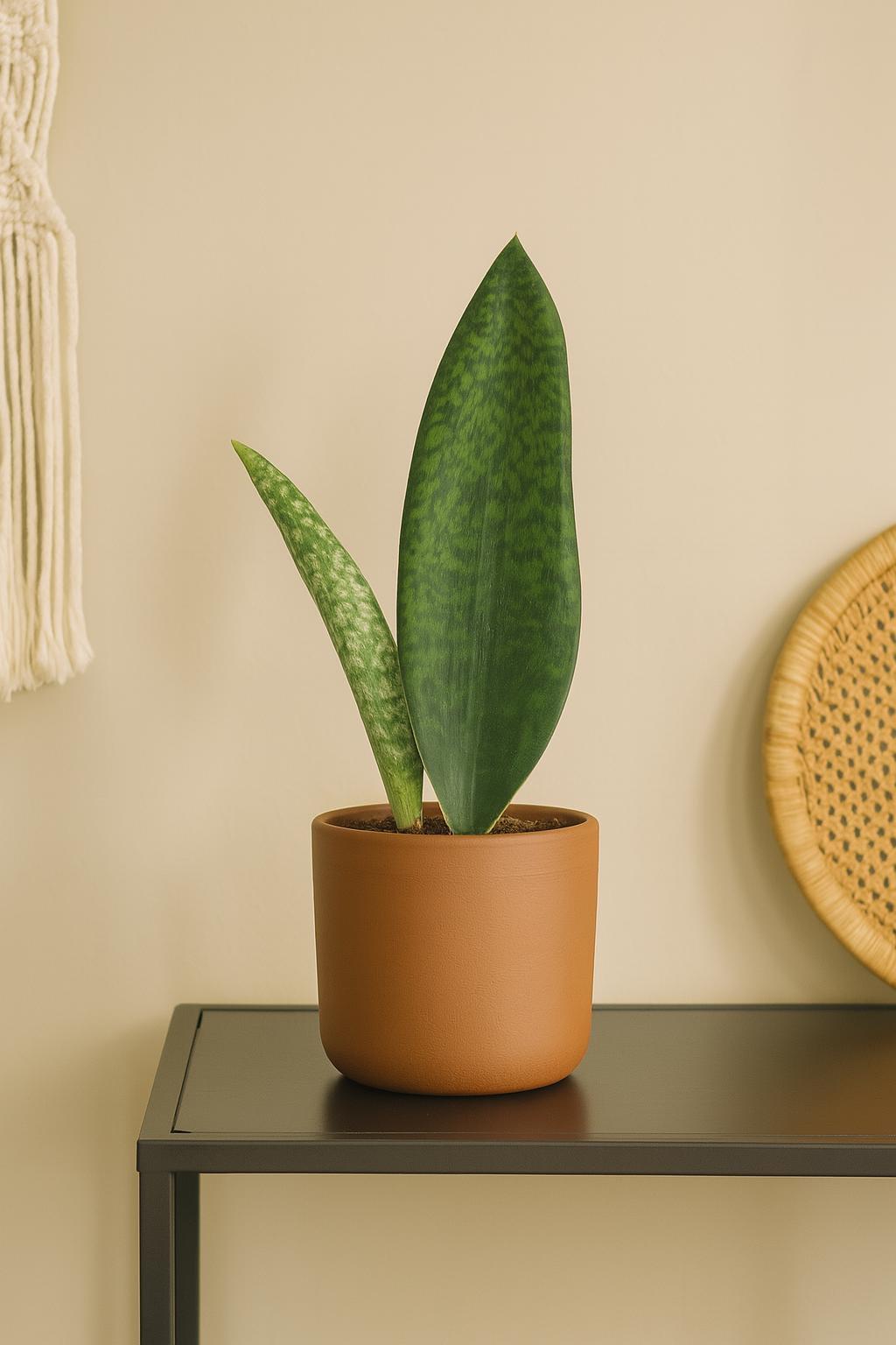 Shark Fin Snake Plant 4" Pot Austin Jungle Co.