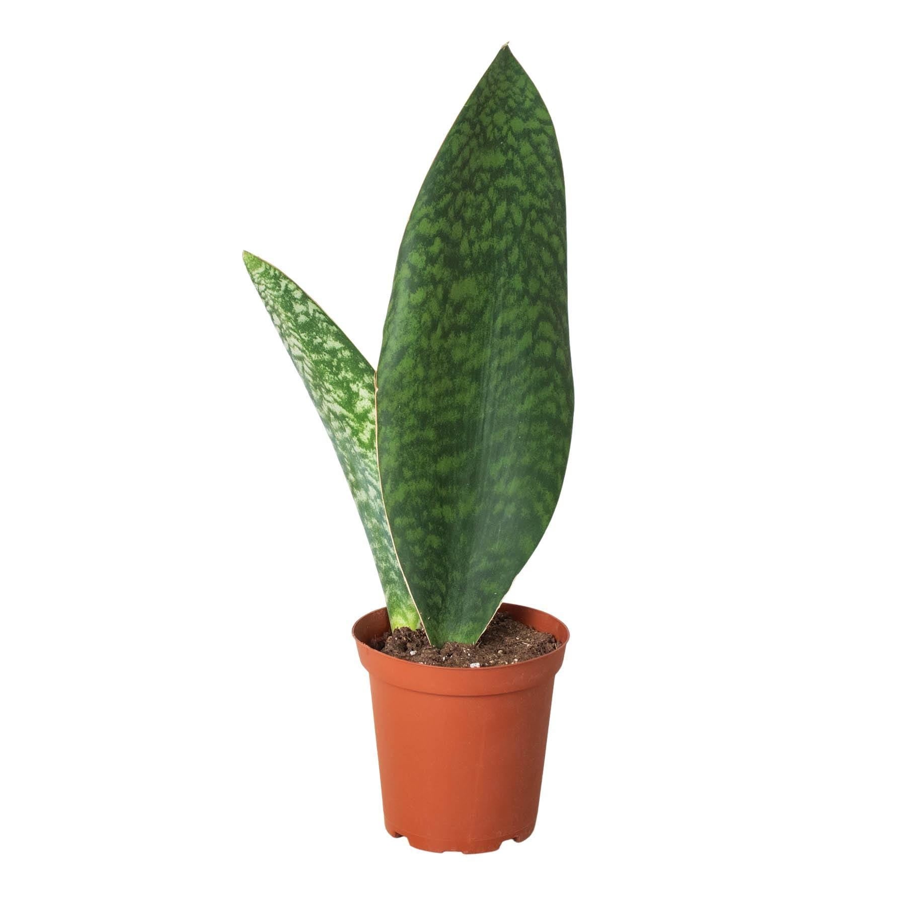 Shark Fin Snake Plant 4" Pot Austin Jungle Co.