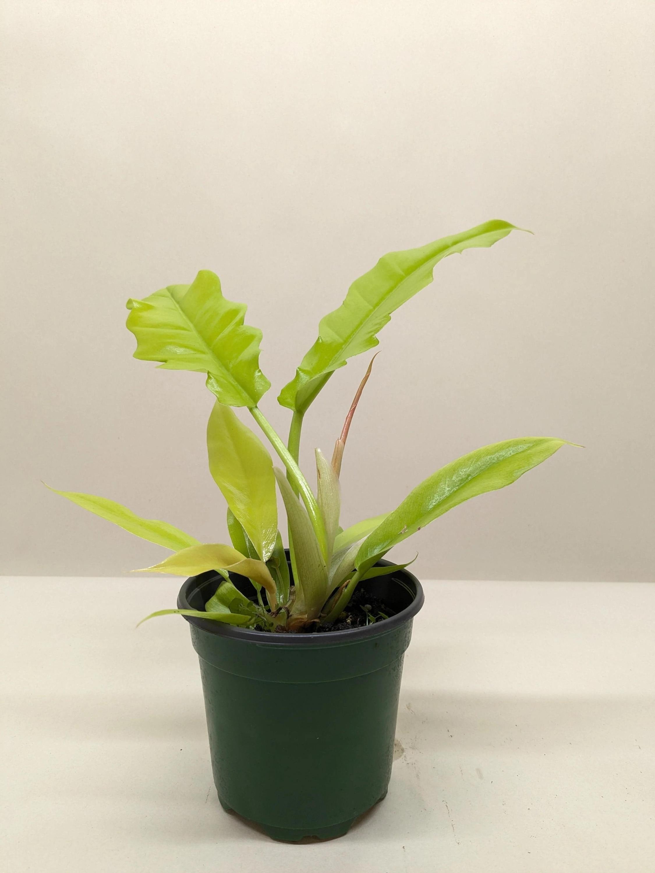 Philodendron 'Golden Crocodile'