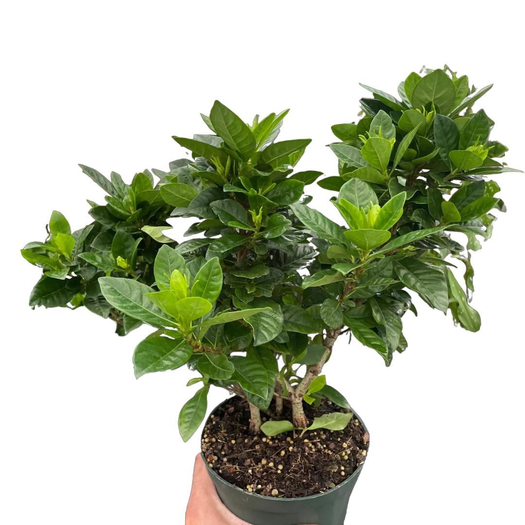 Gardenia 'Bush'
