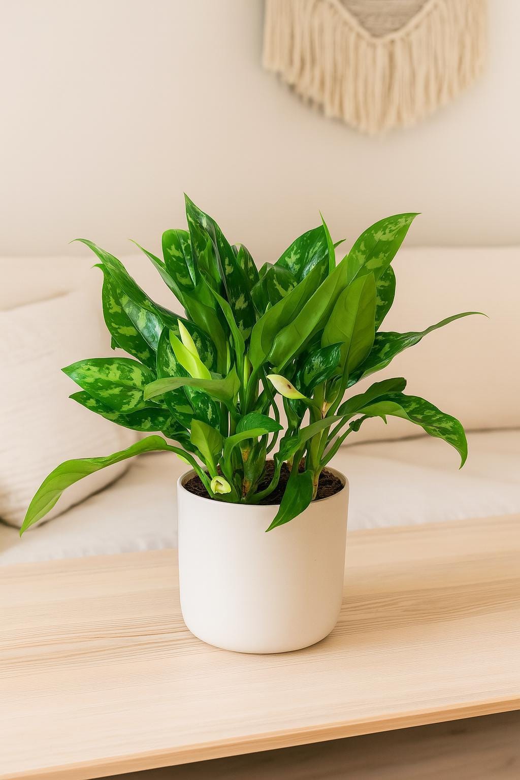 Chinese Evergreen 'Maria'