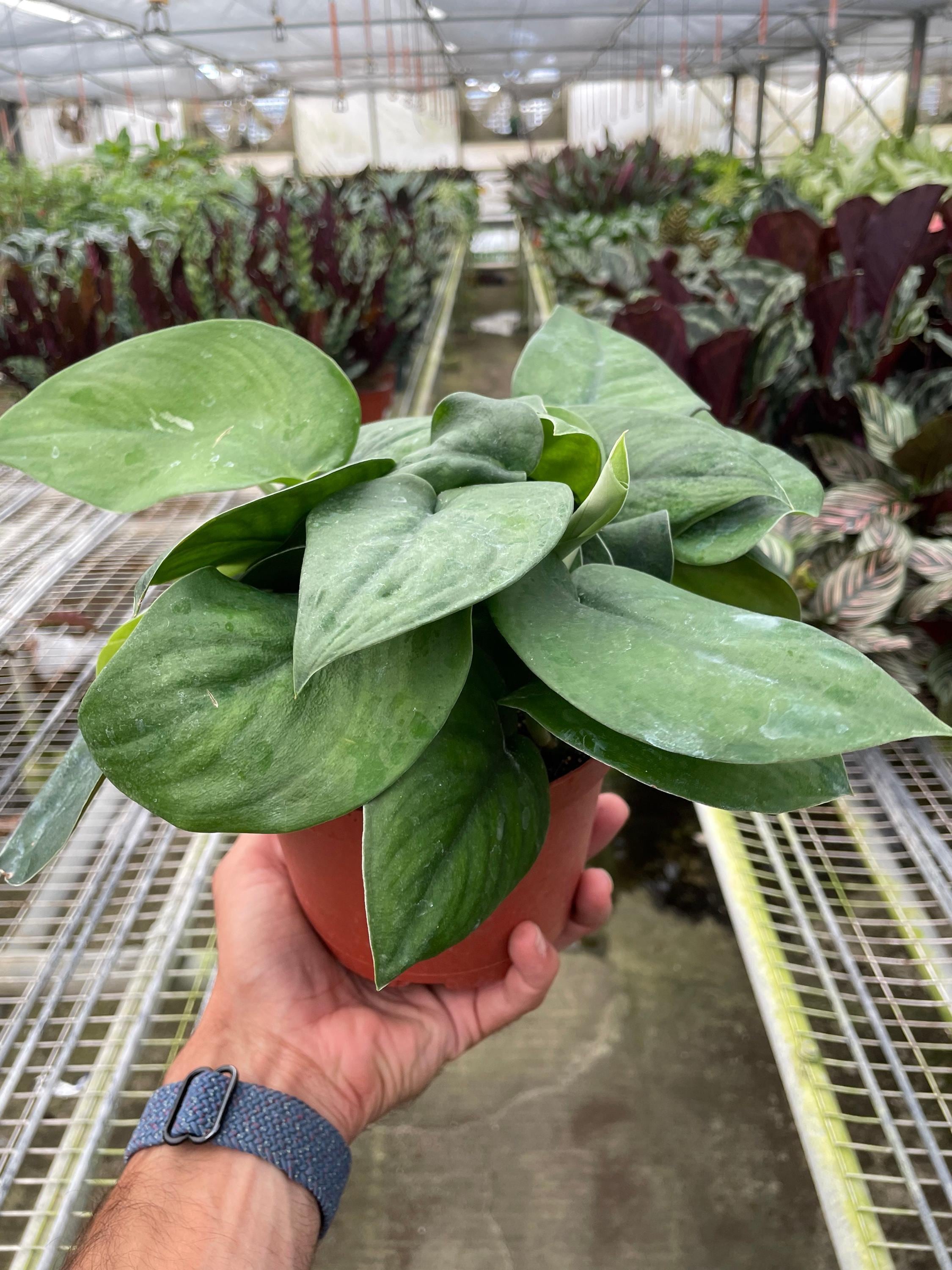 May include: A potted green plant with large, heart-shaped leaves. The plant is in a brown pot and is being held by a hand.