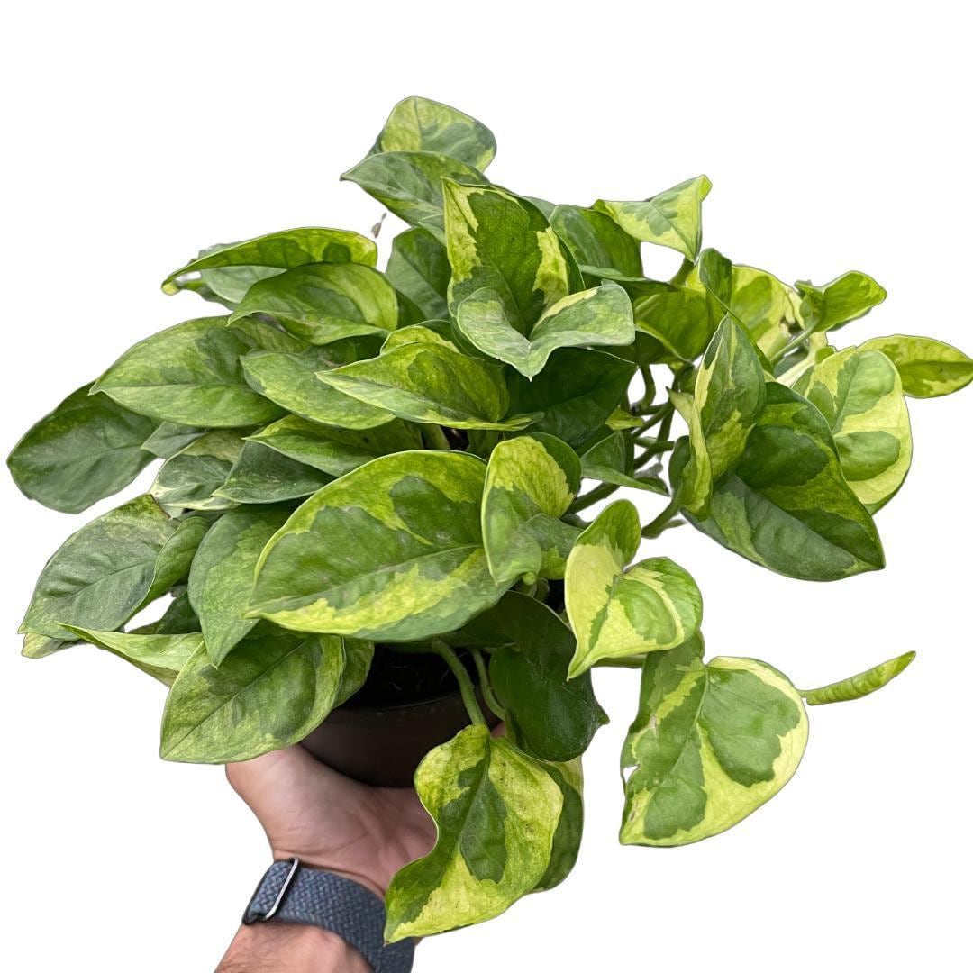 Pothos 'Lemon Meringue'