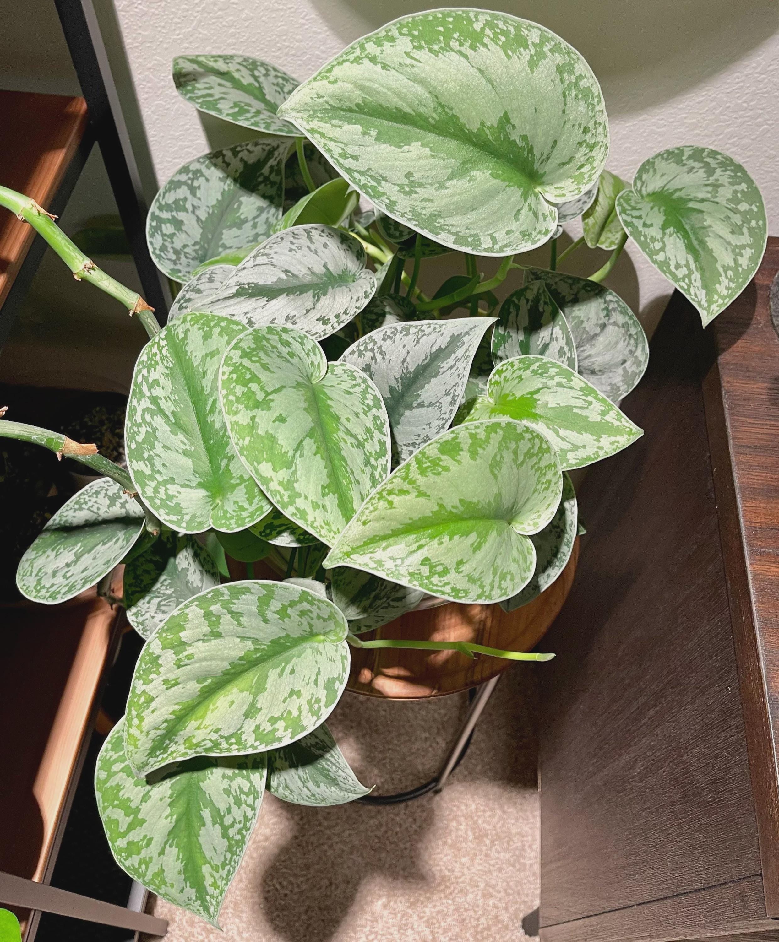 Scindapsus Pictus 'Exotica'