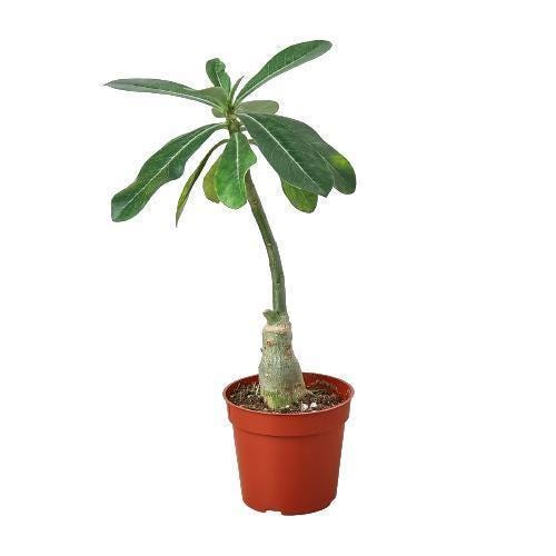 Succulent Adenium Obesum 'Desert Rose'