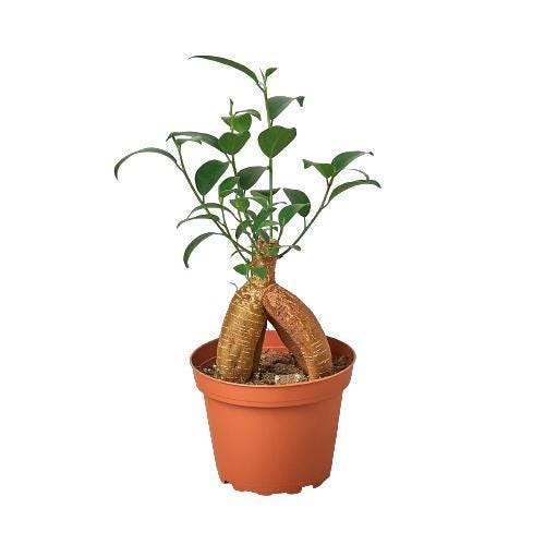 Ficus 'Ginseng'