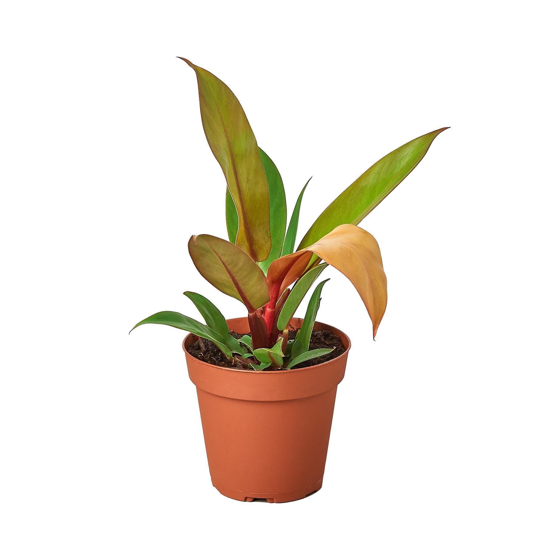 Philodendron 'Prince of Orange'