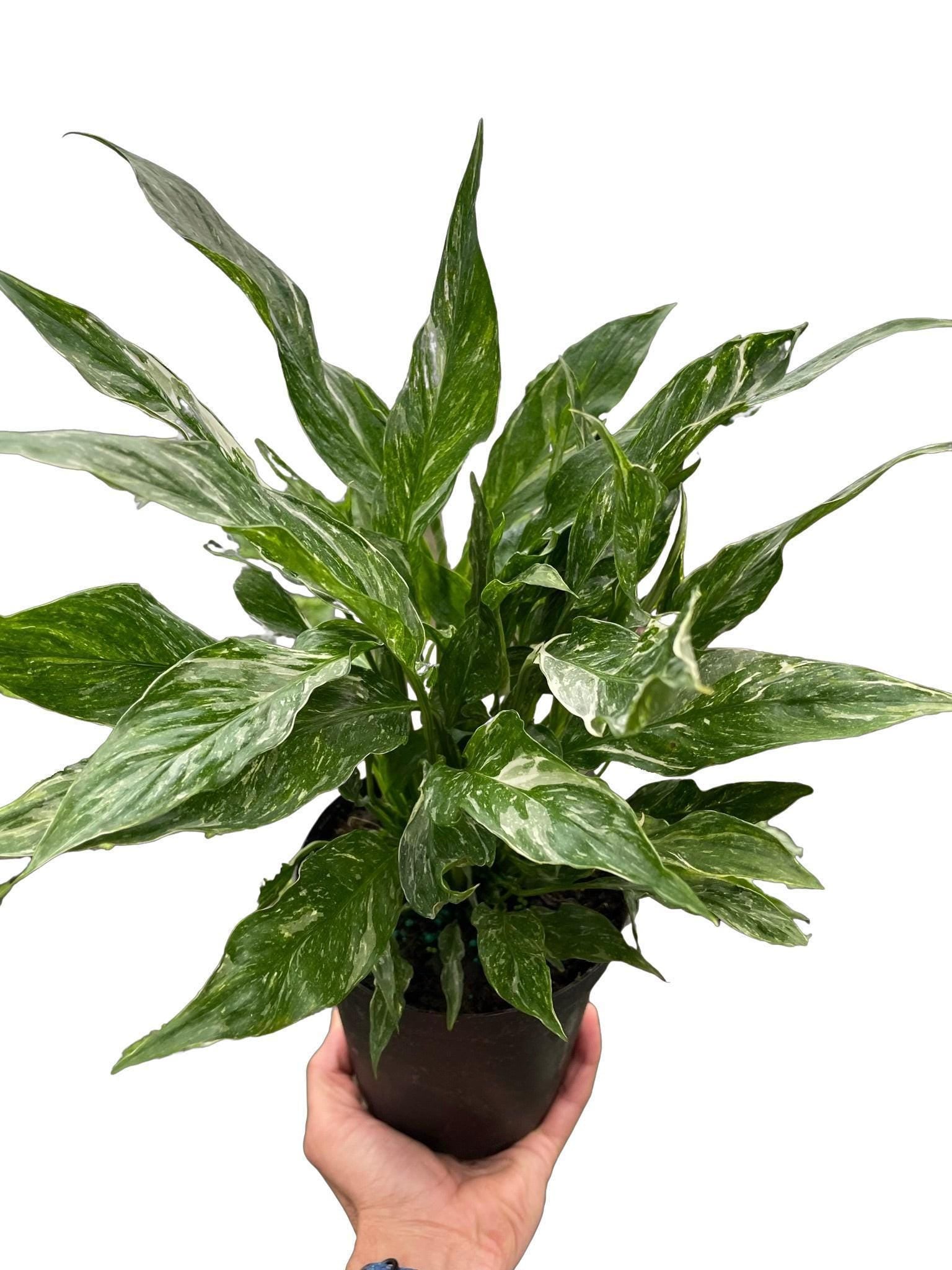 Variegated Spathiphyllum 'Domino'