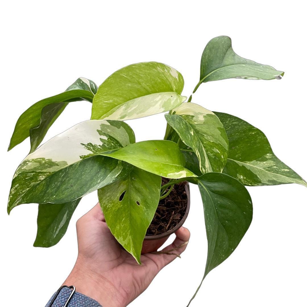 Epipremnum Pinnatum 'Albo-Variegata'