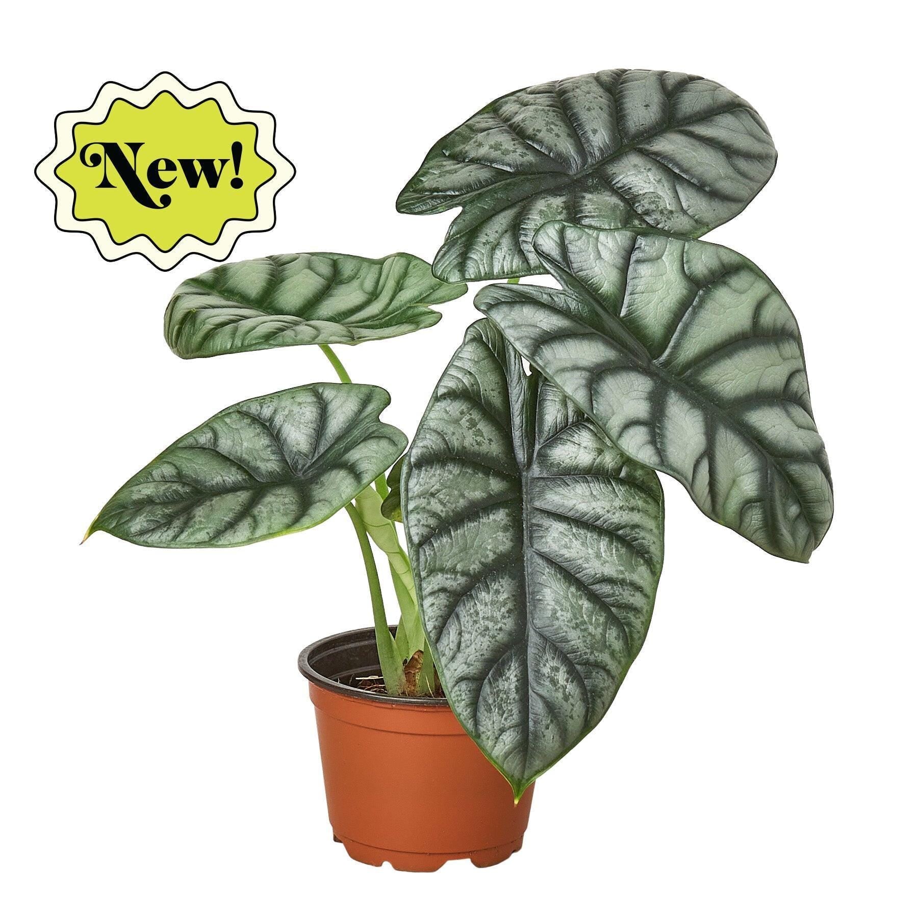 May include: A silver and green potted plant with large, veined leaves. The plant is in a brown plastic pot and has a yellow starburst sticker with the word 'New!' on it.