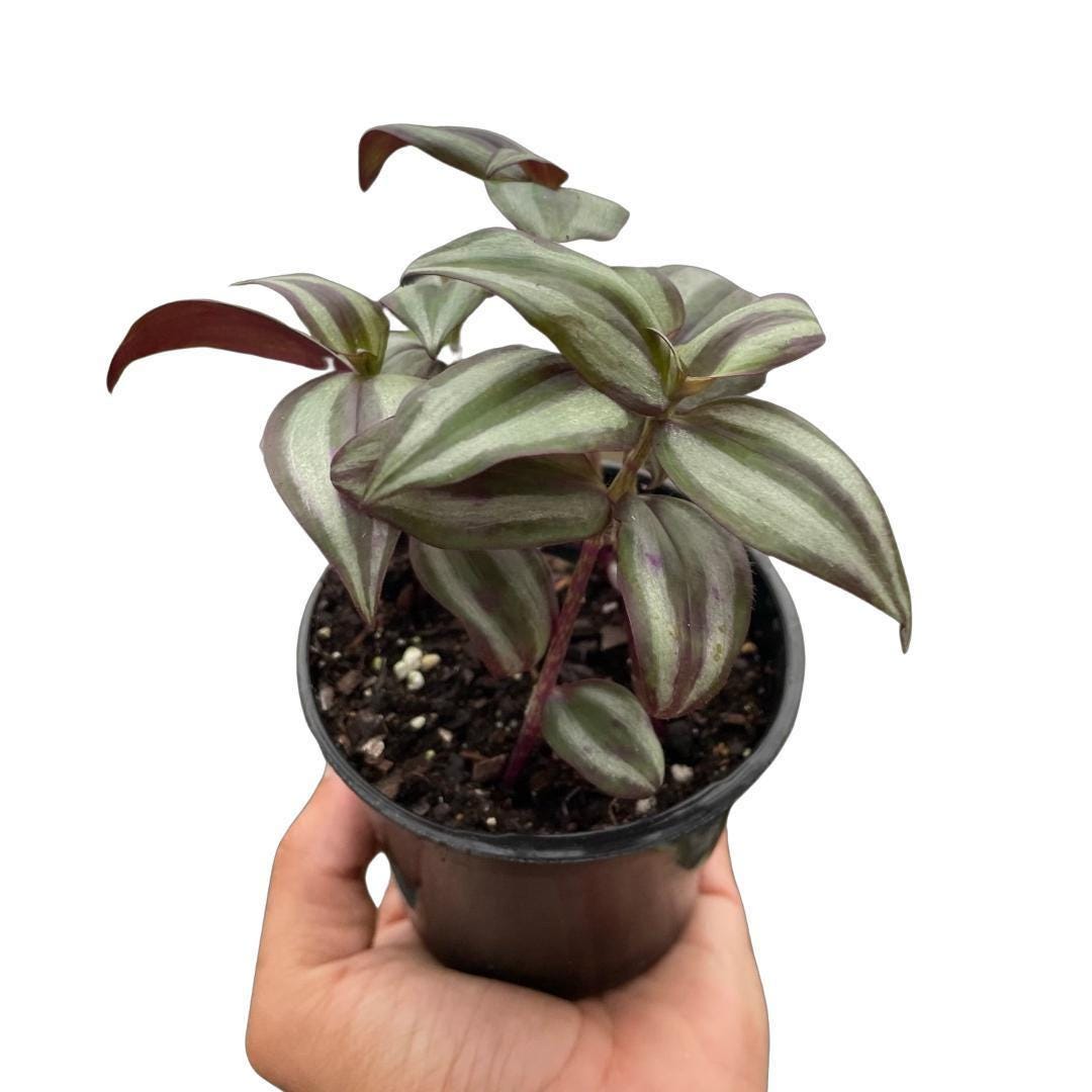 Tradescantia Zebrina 'Wandering Dude'