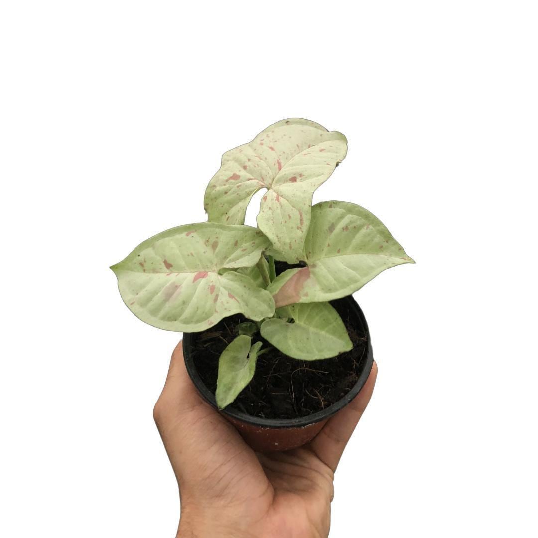 Syngonium 'Milk Confetti'