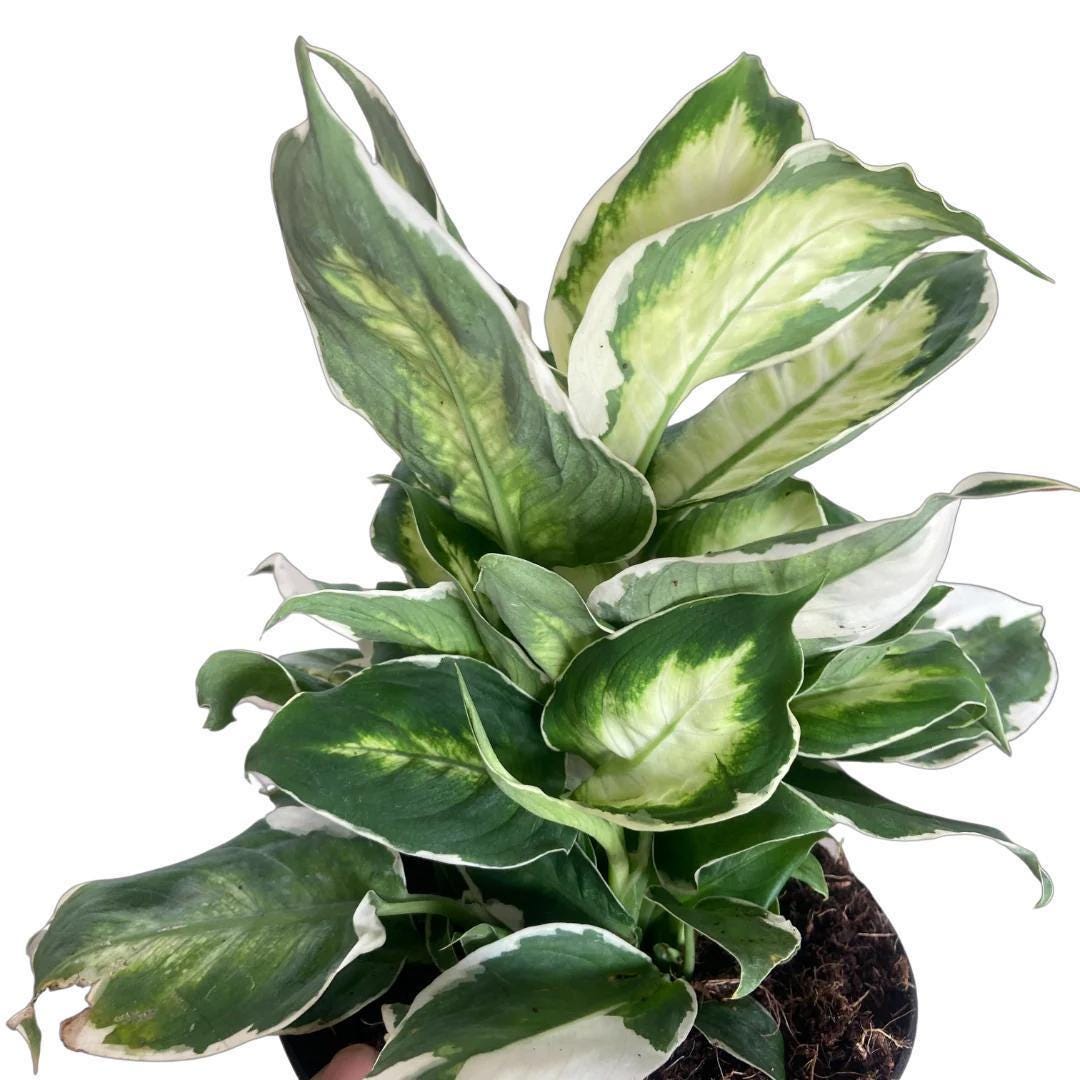 Dieffenbachia 'Cool Beauty'