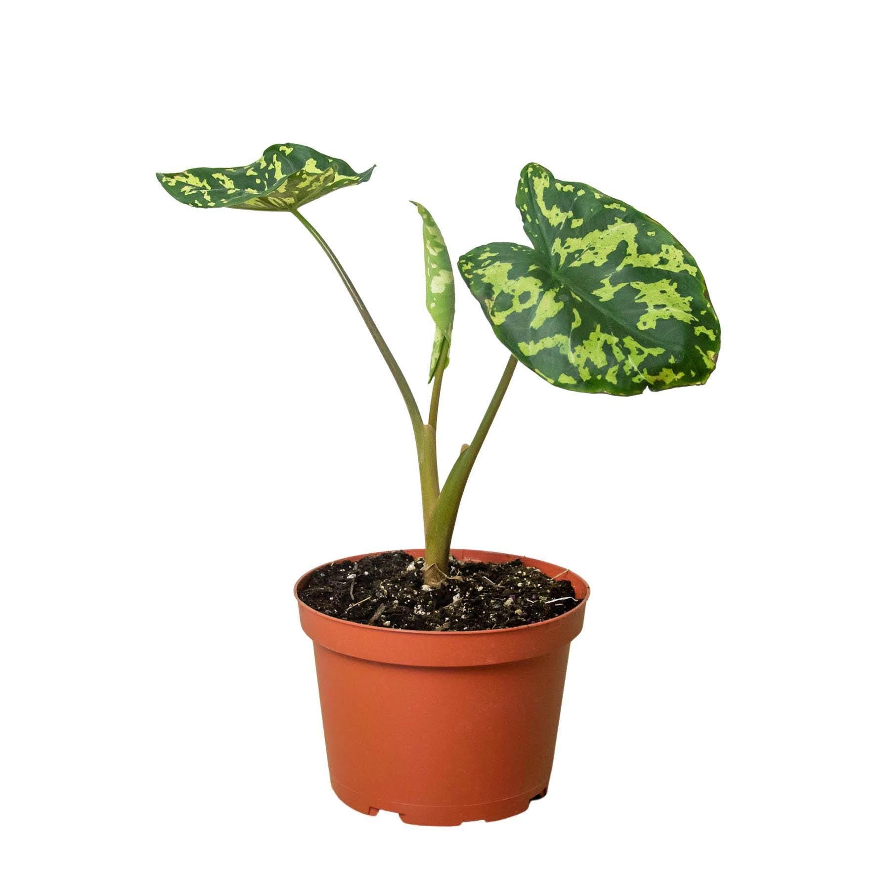 May include: A green and yellow variegated plant with large leaves in a brown plastic pot. The plant is a type of caladium.