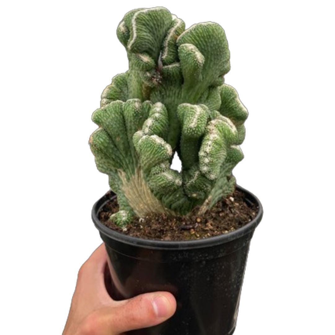 Succulent Cereus Coral Green