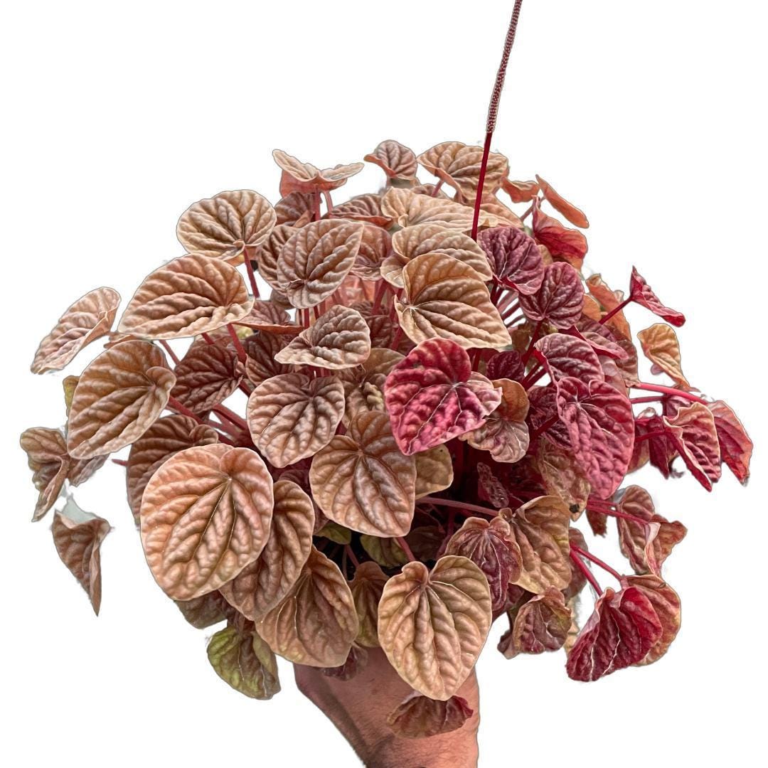 Peperomia 'Quito'