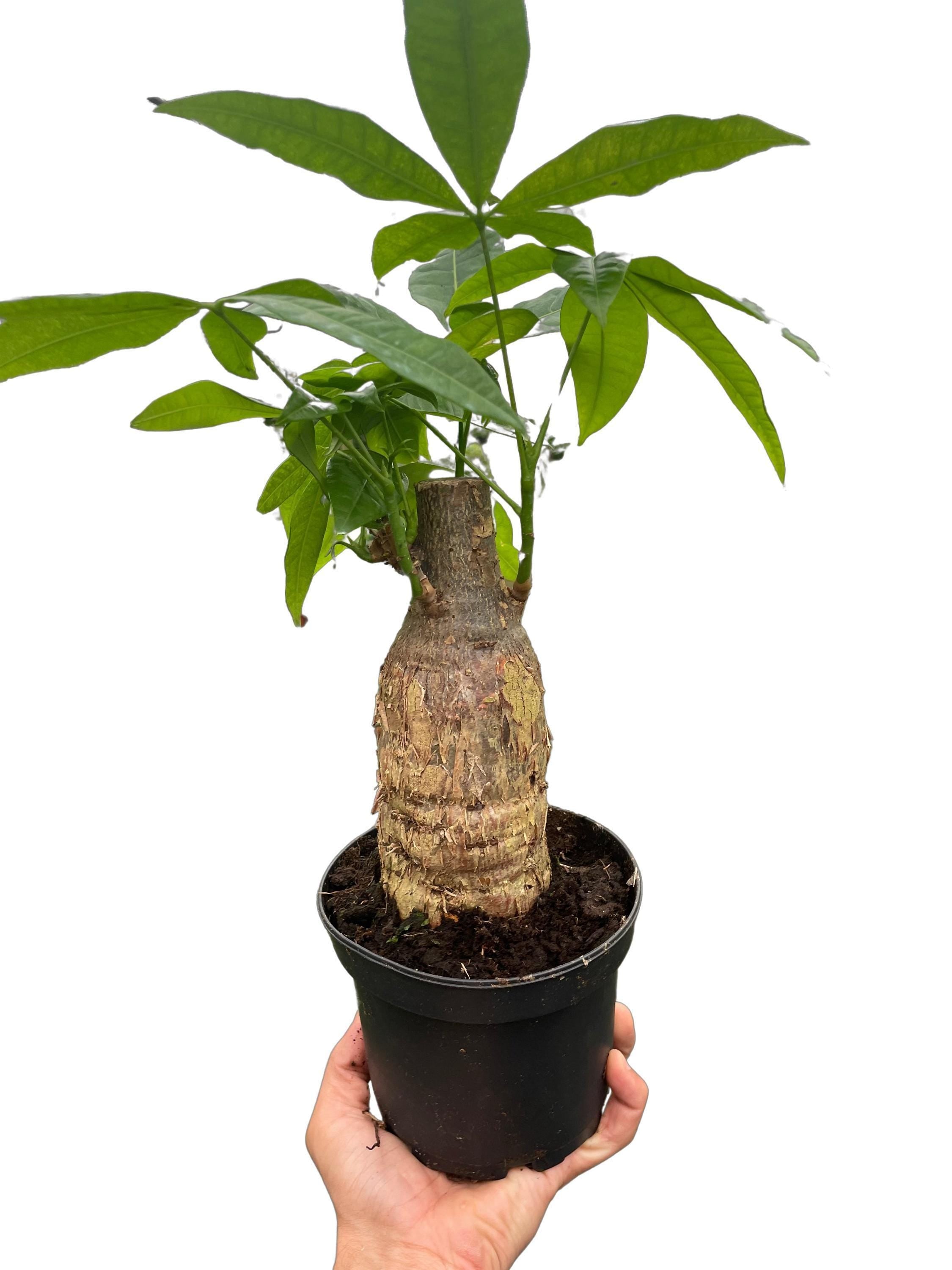 Money Tree 'Guiana Chestnut' Pachira Stump