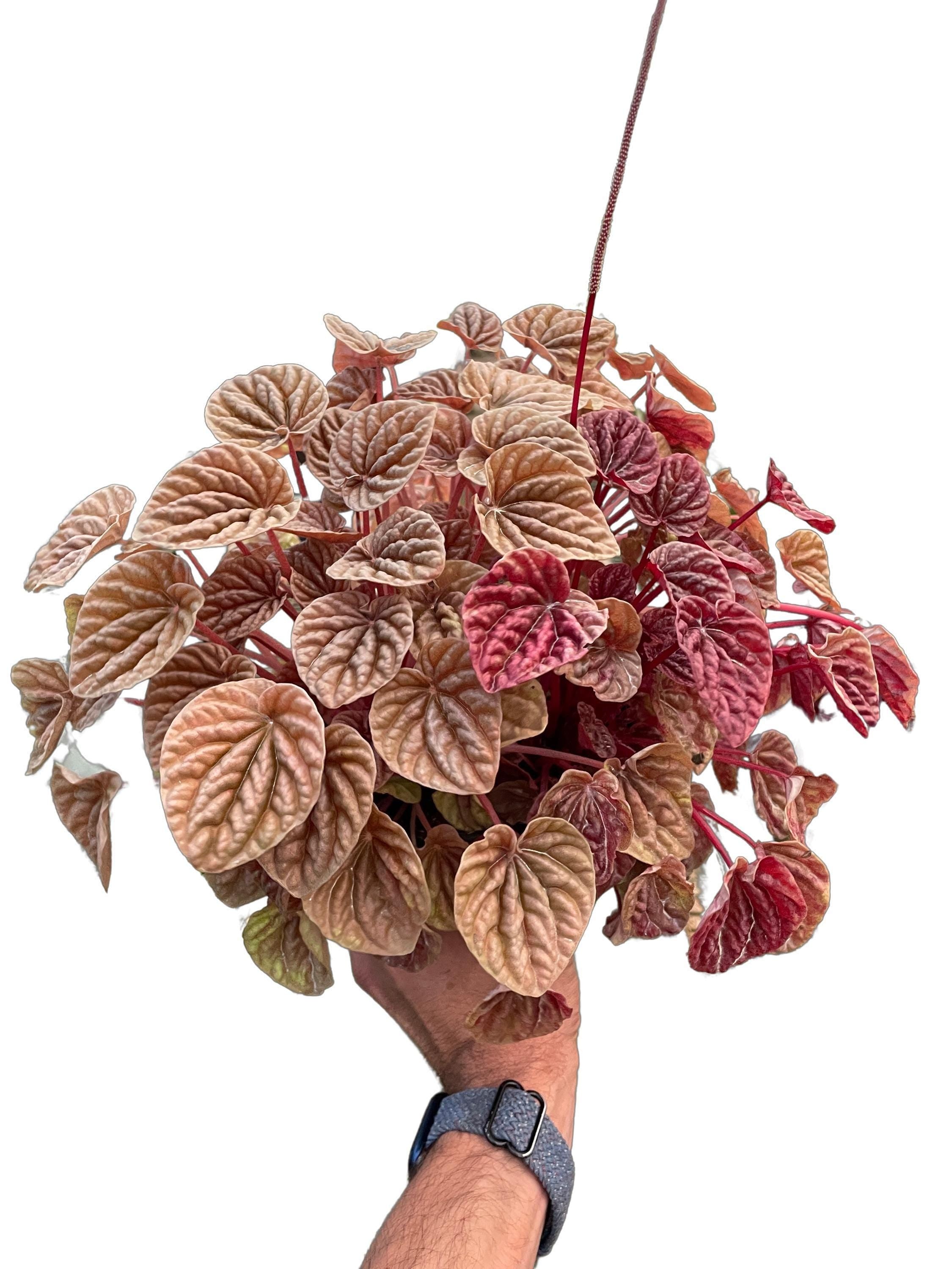 Peperomia 'Quito'
