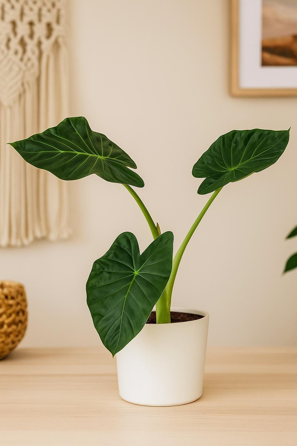 Alocasia 'Regal Shields'