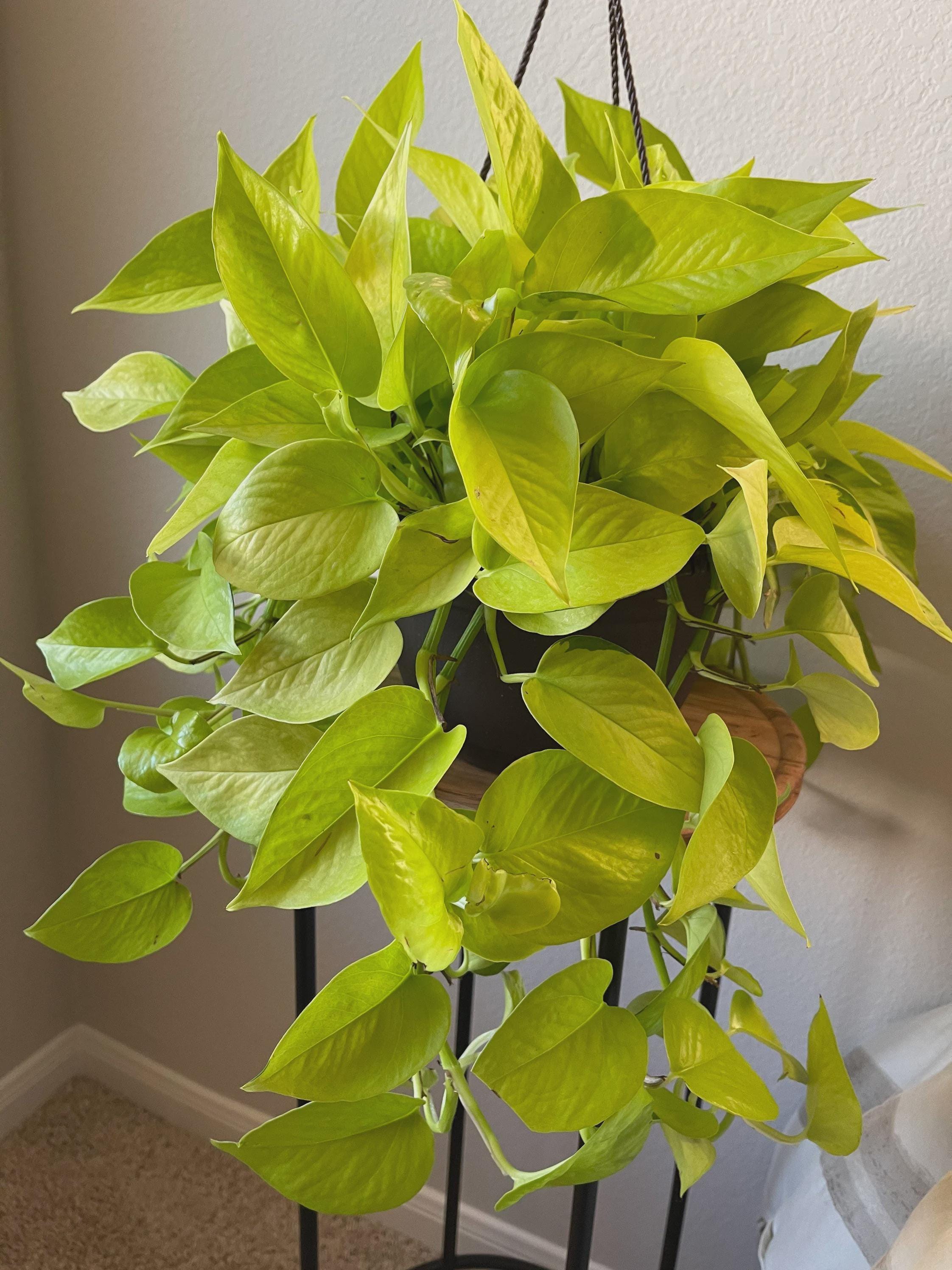 Pothos 'Neon'