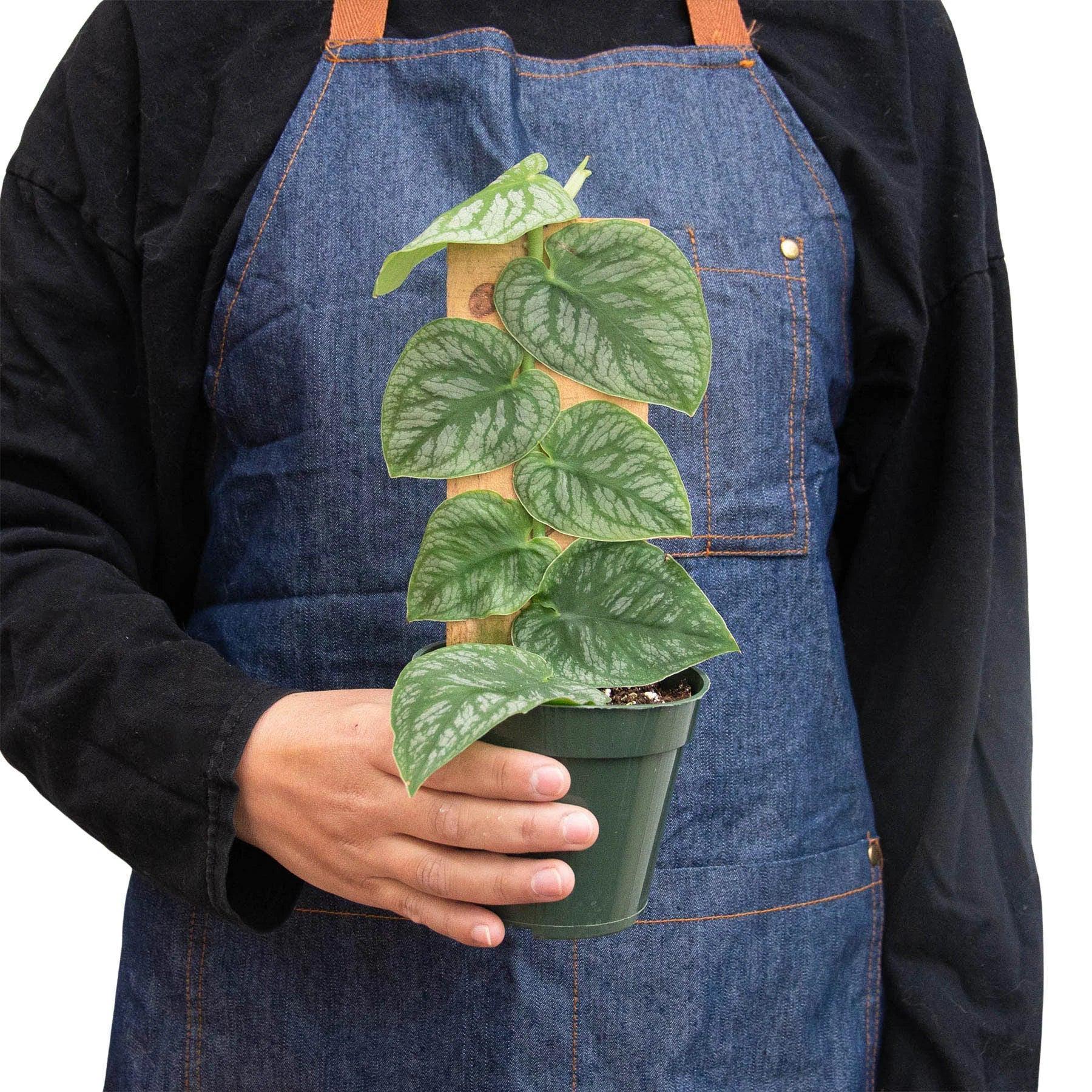 May include: A silver satin pothos plant with green leaves in a green plastic pot.